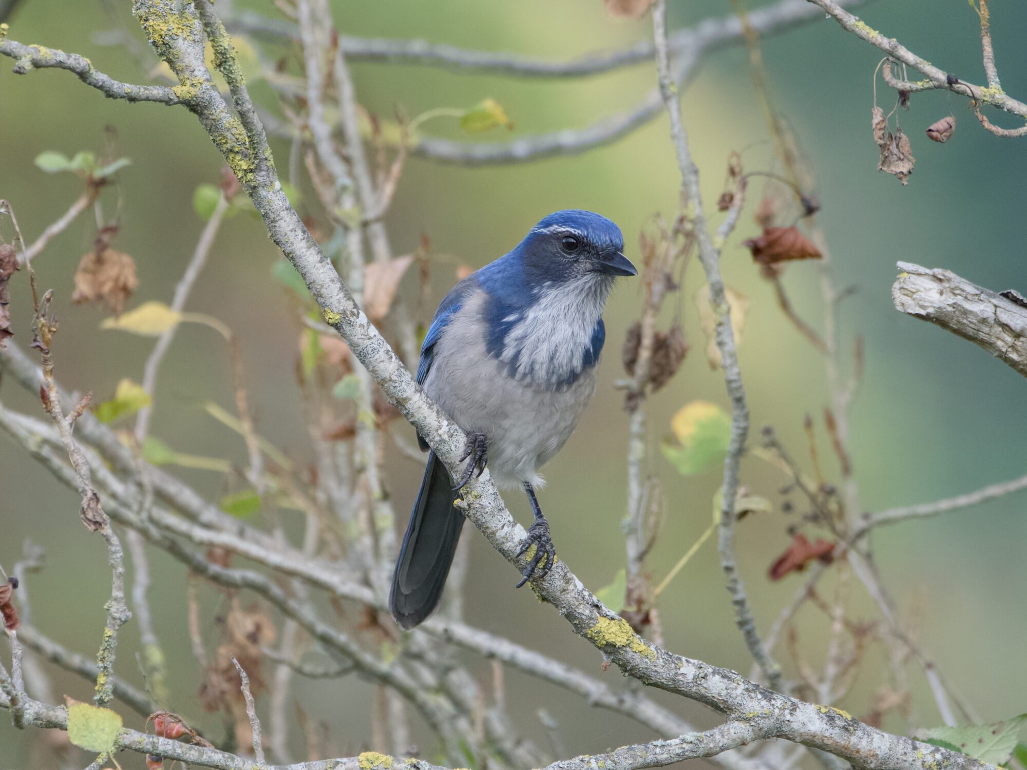 A California Scrub-Jay -- a beautiful bird with blue head, greyish cheeks and back, blue wings, white throat, white "eyebrows" and white belly