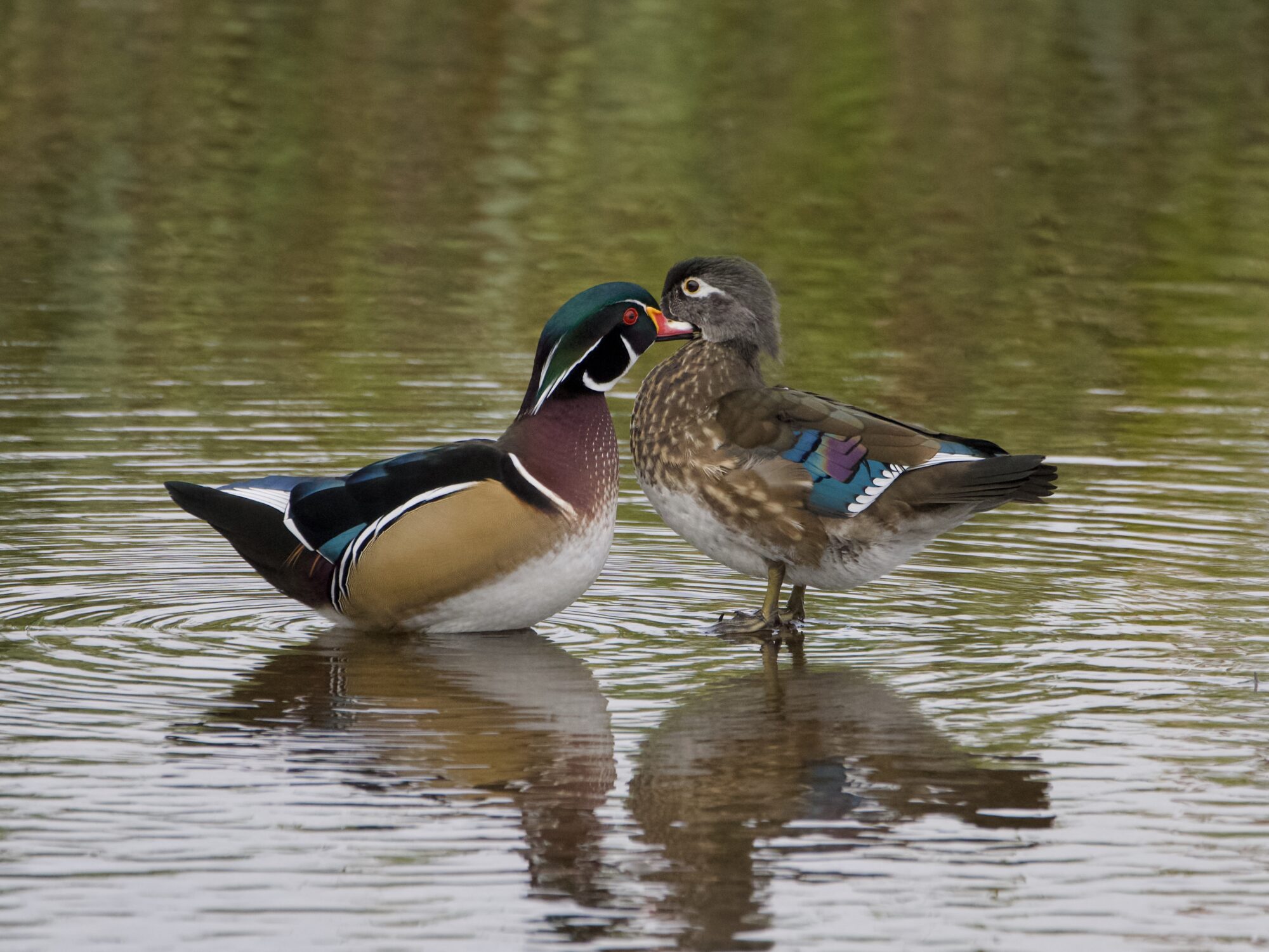 A Wood Duck couple, standing in shallow water. The male is gently preening the female's face