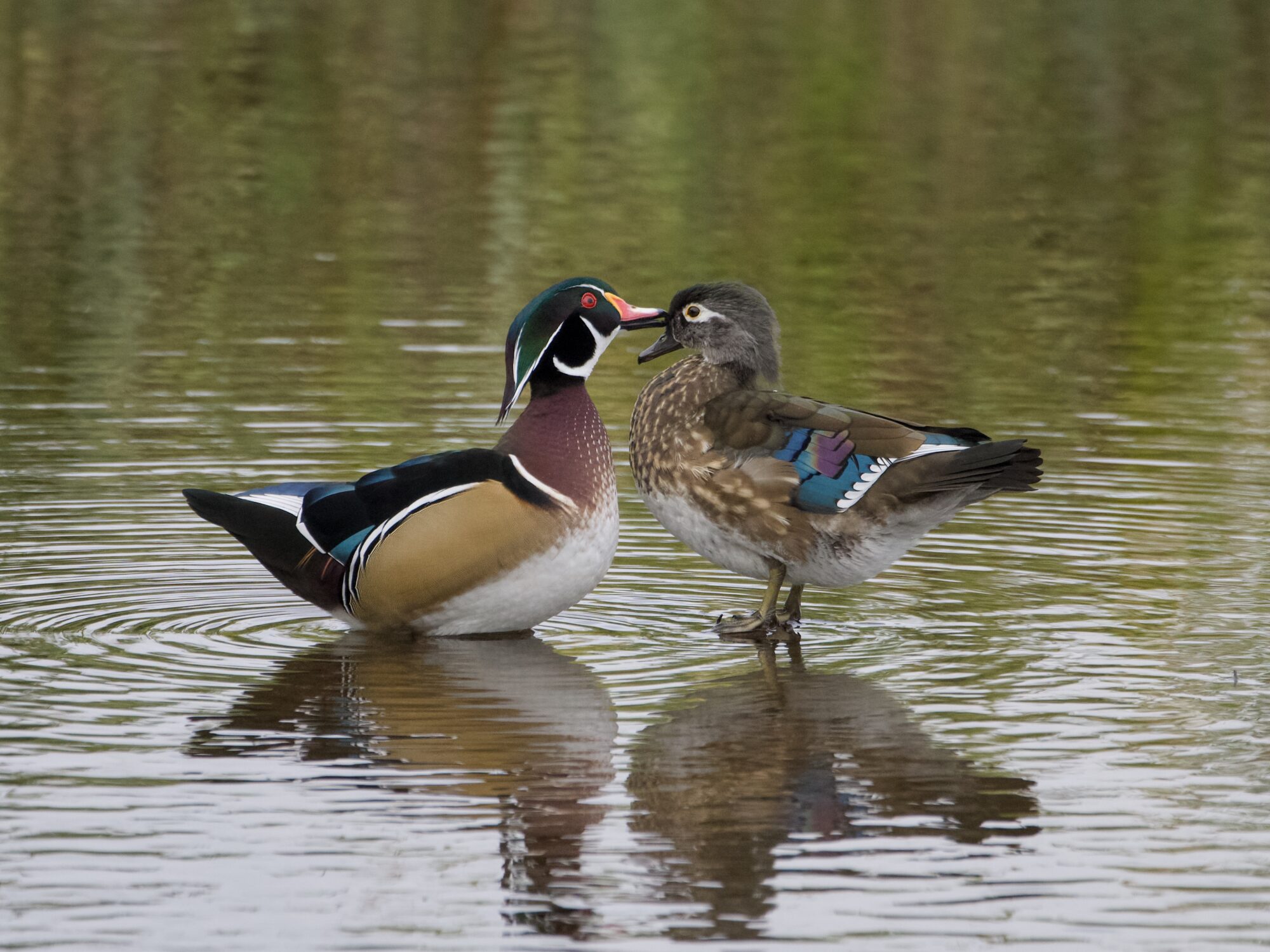 A Wood Duck couple, standing in shallow water. The male is gently preening the female's face
