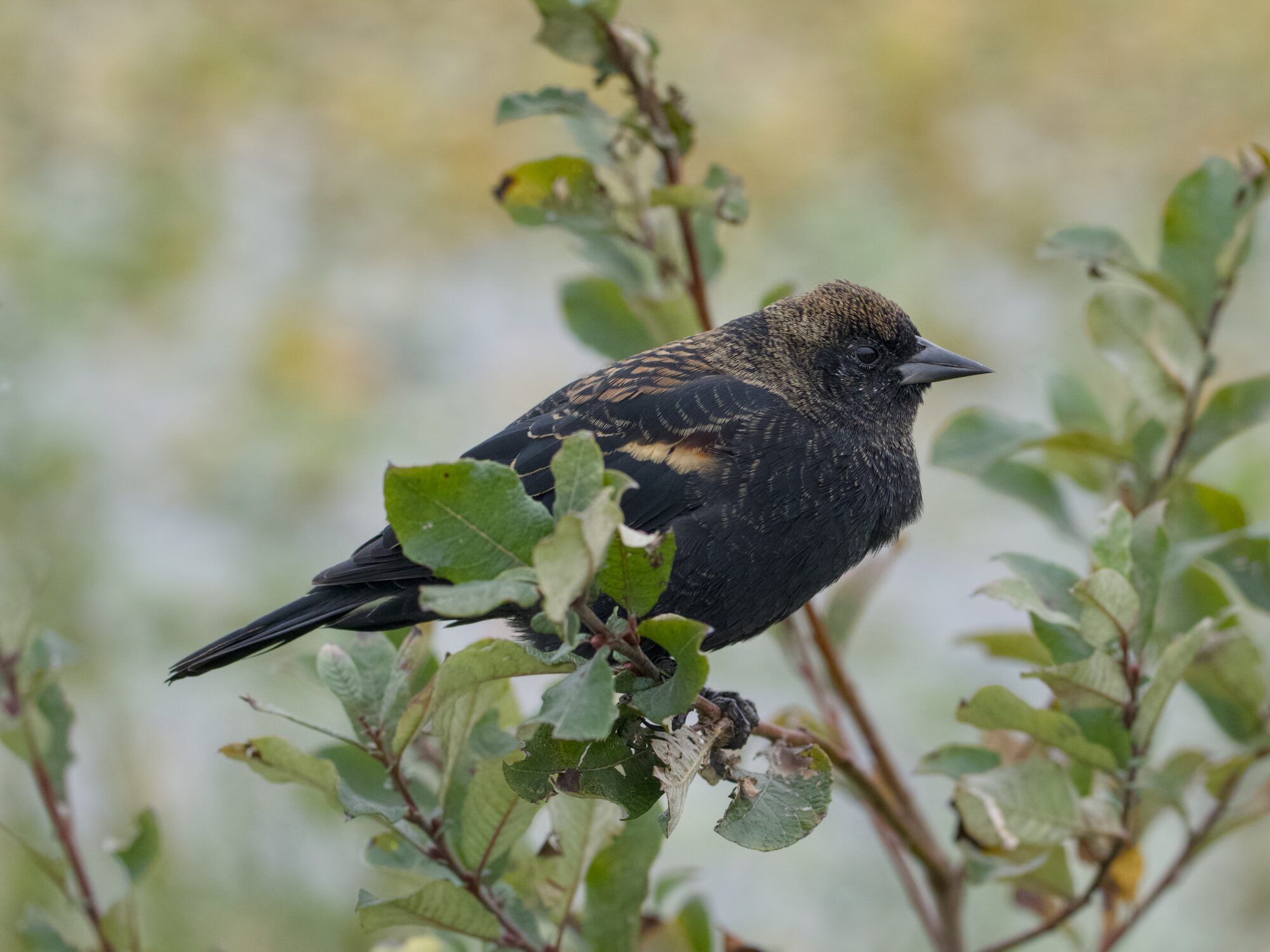 An adolescent male Red-winged Blackbird resting in a bush