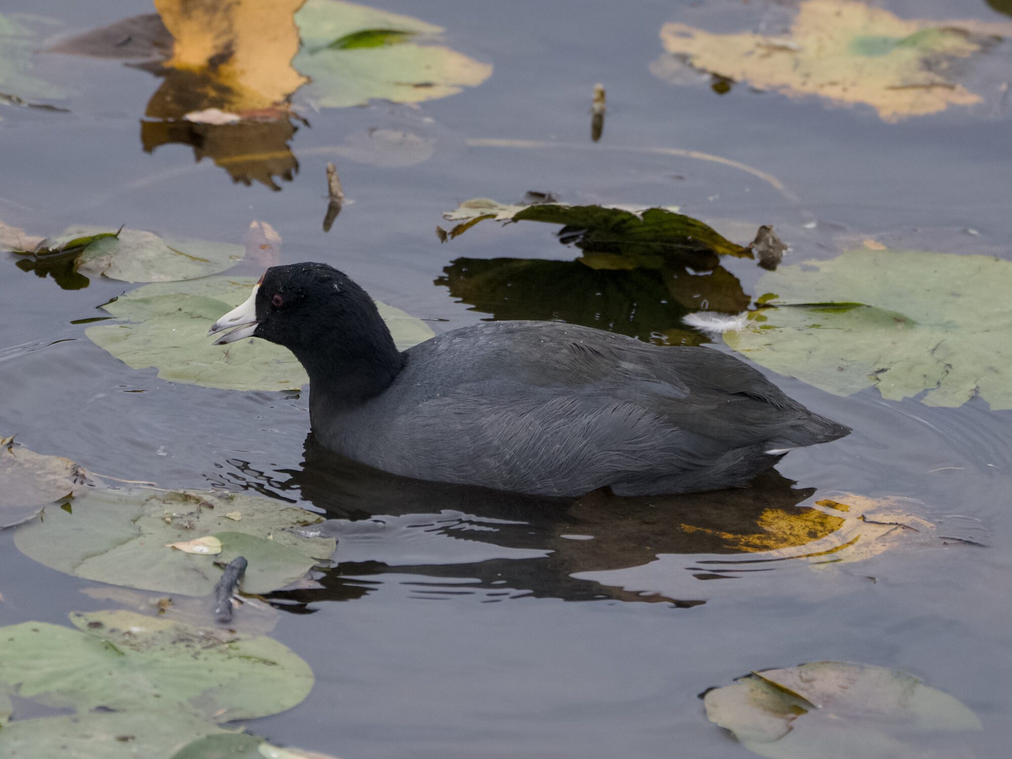 An American Coot swimming amongst the lilypads