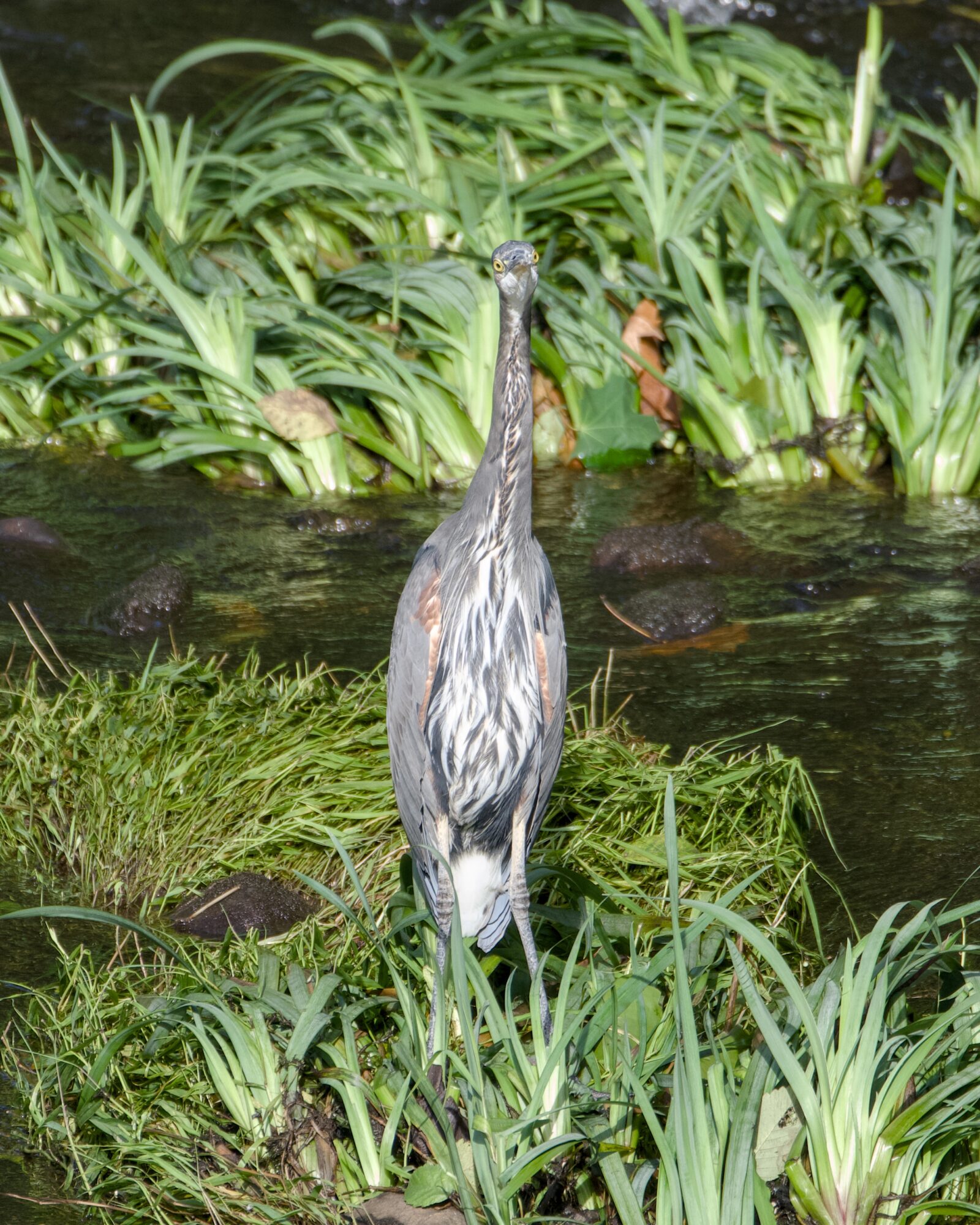 A Great Blue Heron seen head on, surrounded by water and green grasses