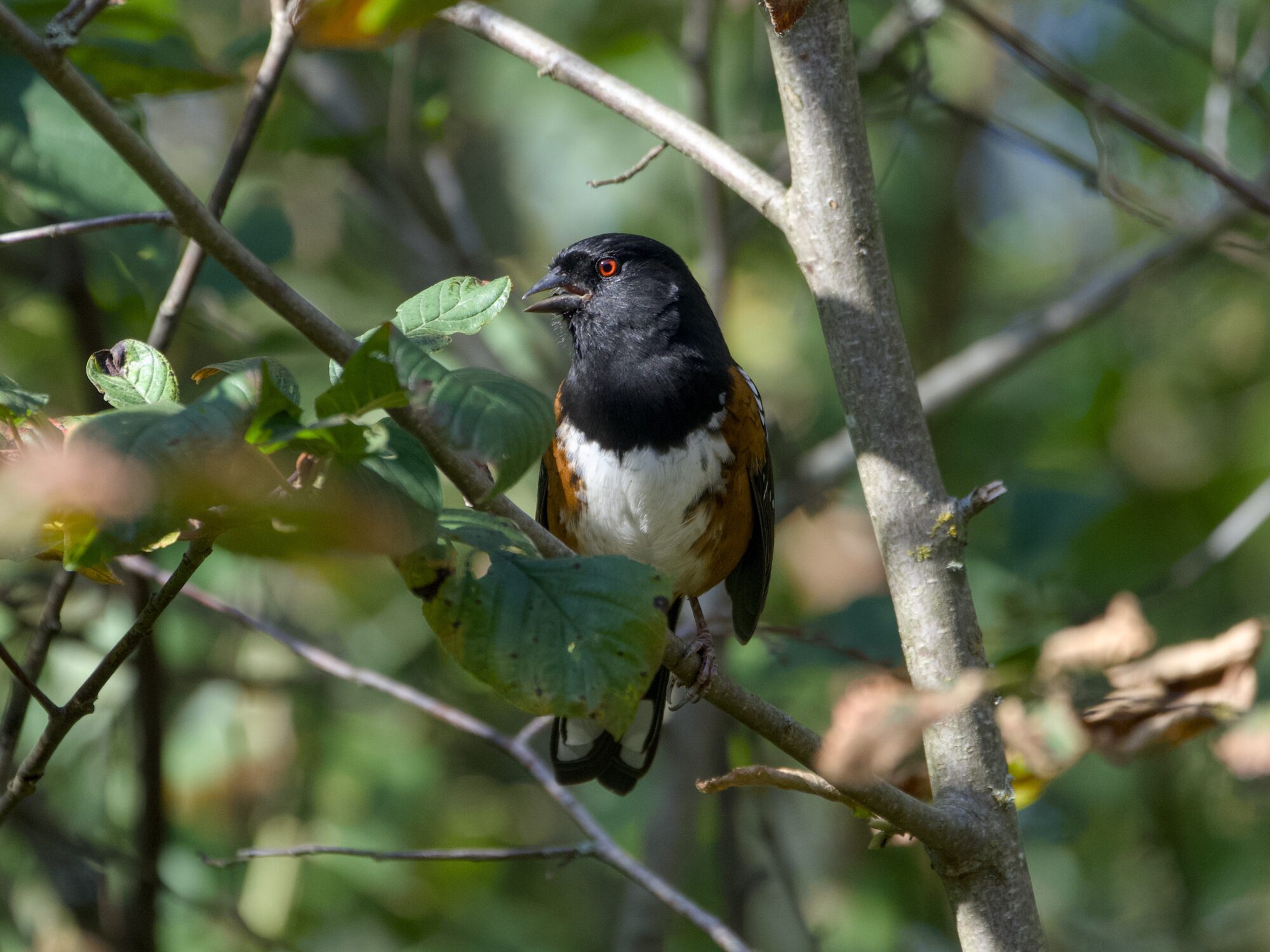 A Spotted Towhee in a bush