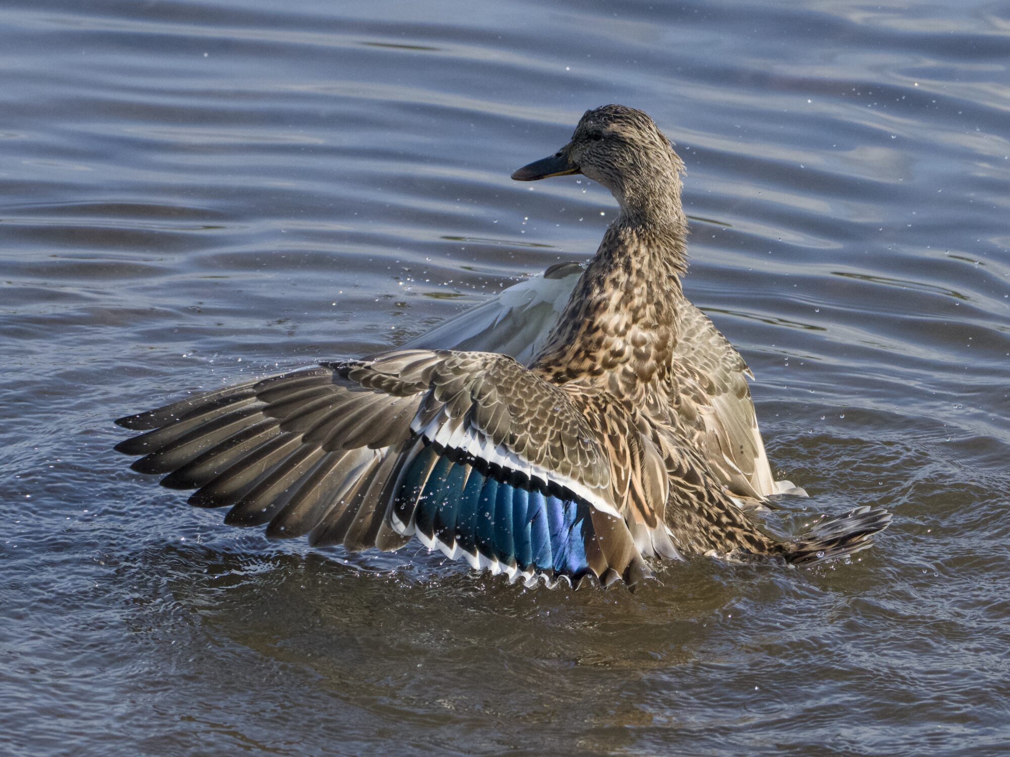 A female Mallard Duck standing up in water, wings spread wide. She mostly has her back to me, and we can see one wing's iridescent blue patch