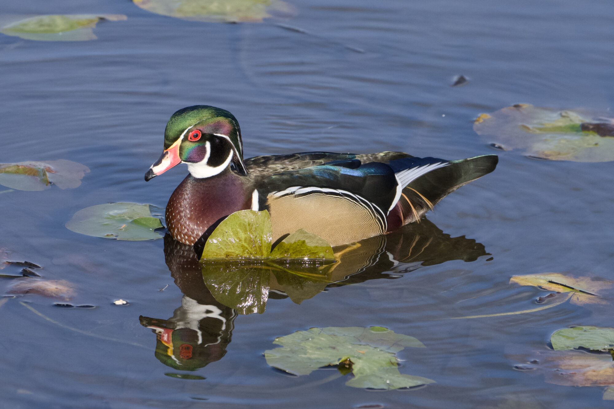 A male Wood Duck swimming amongst the lilypads