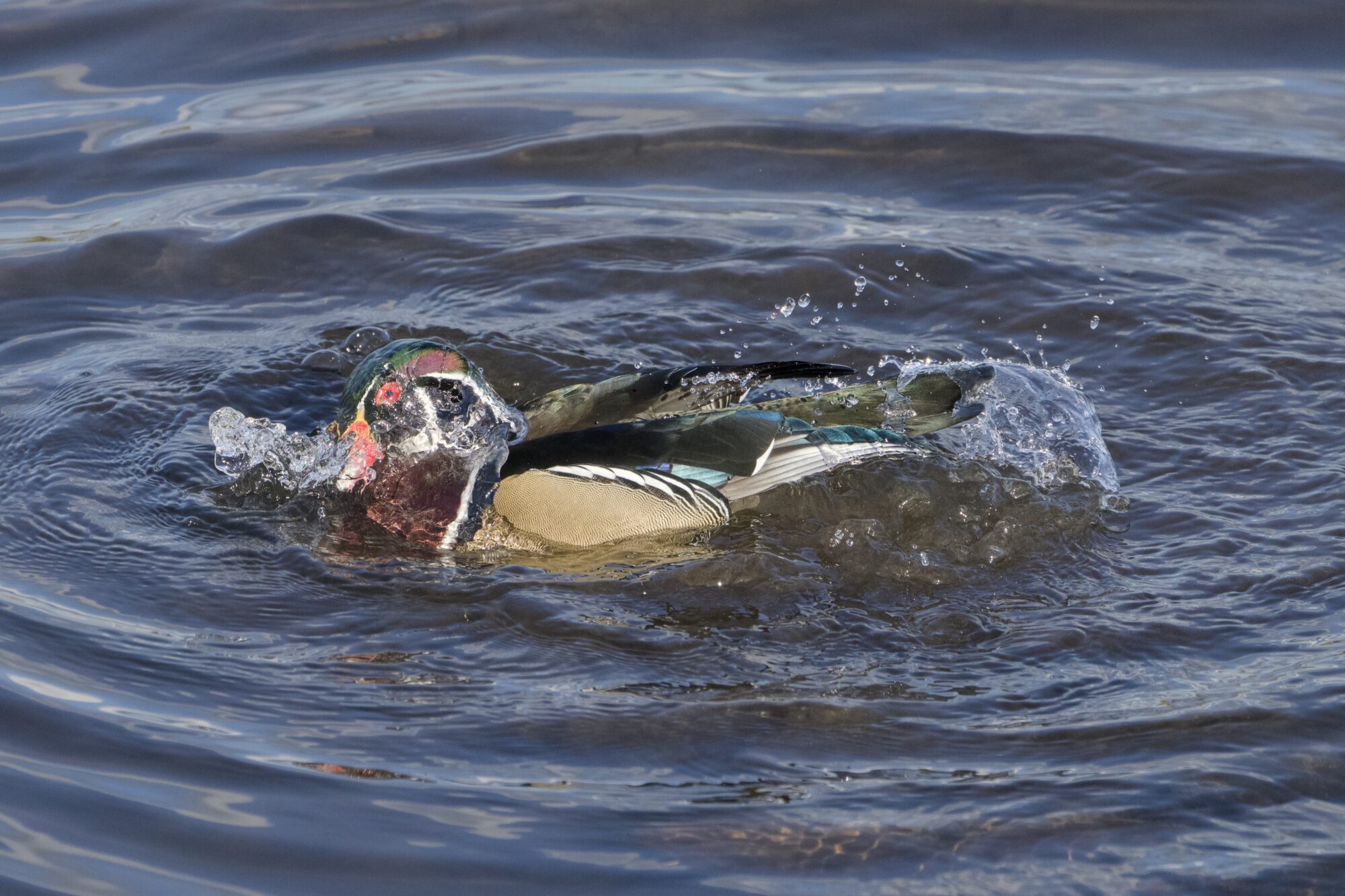 A male Wood Duck splashing about in the water