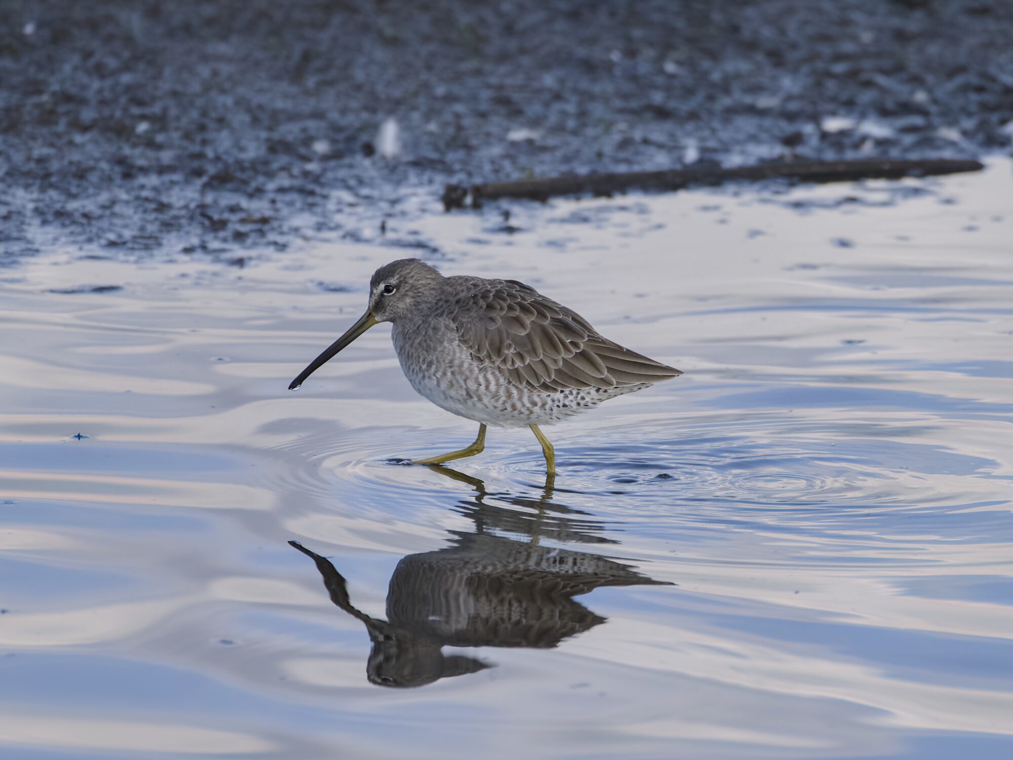 A Long-billed Dowitcher walking along in shallow water. The light is dim and overcast