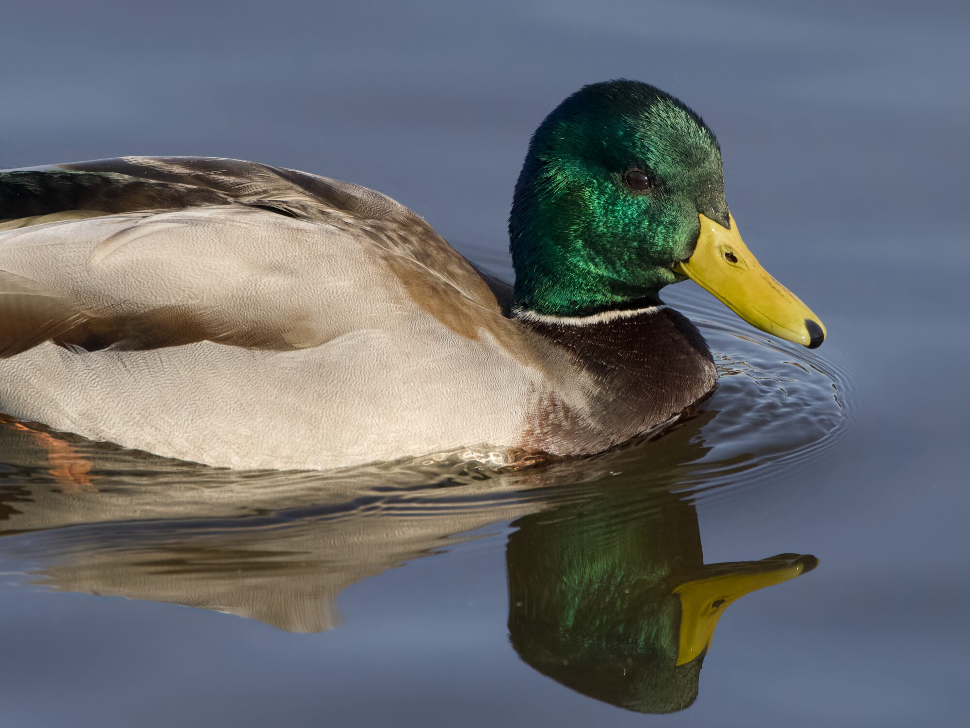 A male Mallard Duck swimming along and being very shiny