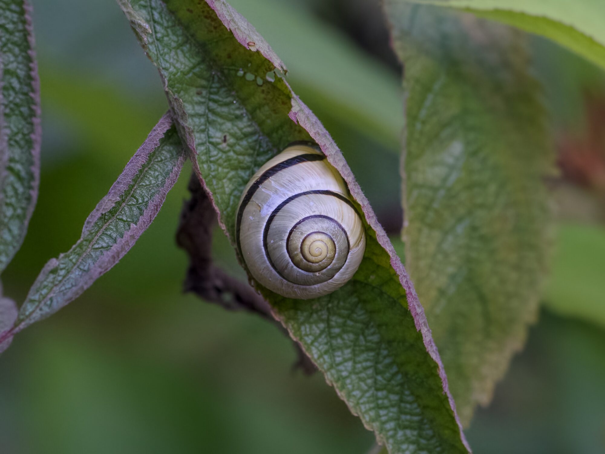 A snail nestled in a leaf