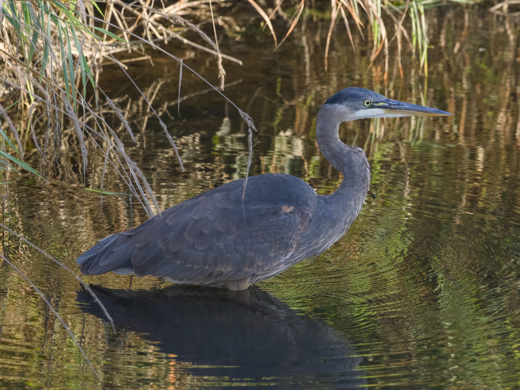 A Great Blue Heron in shallow water, with some reeds in the background