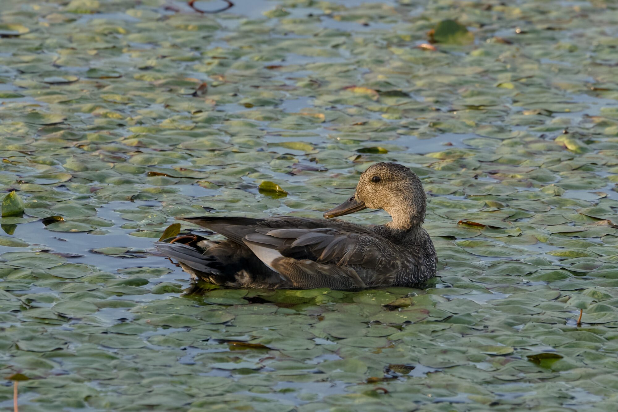 A male Gadwall duck on the water, looking in the direction of the sunset