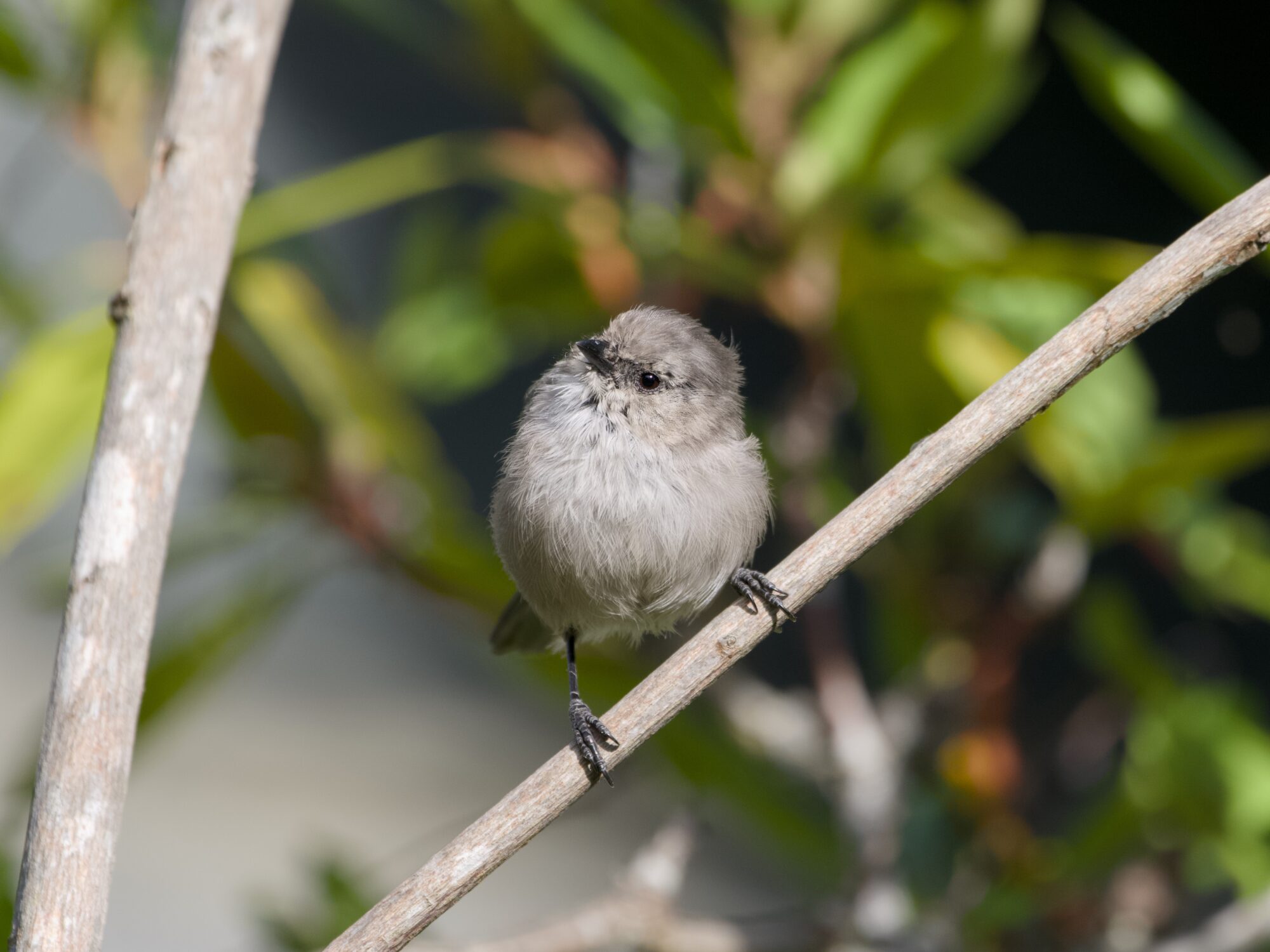 A female American Bushtit in a bush, facing me, looking up and camera left