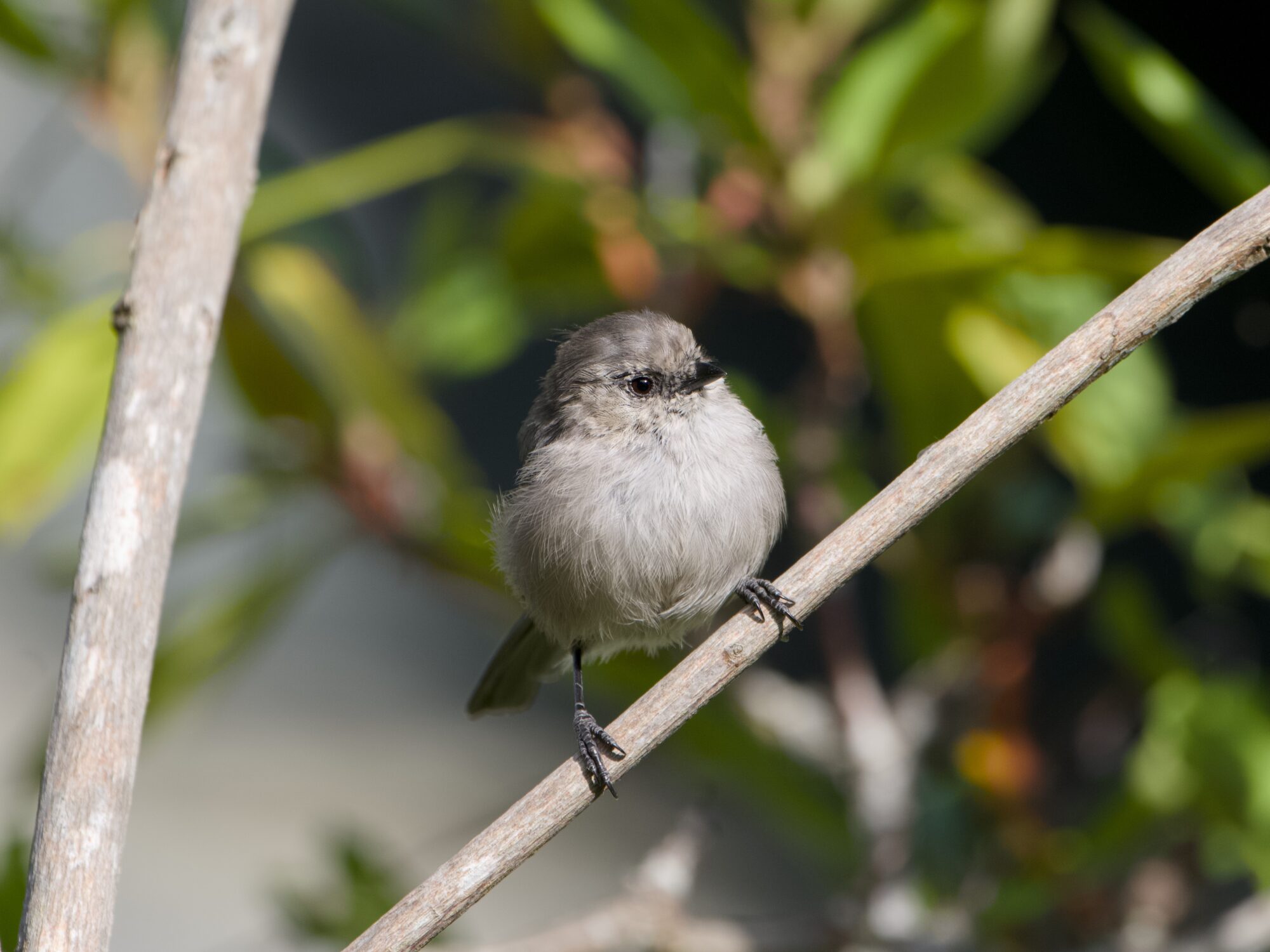 A female American Bushtit in a bush, facing me, looking up and camera right