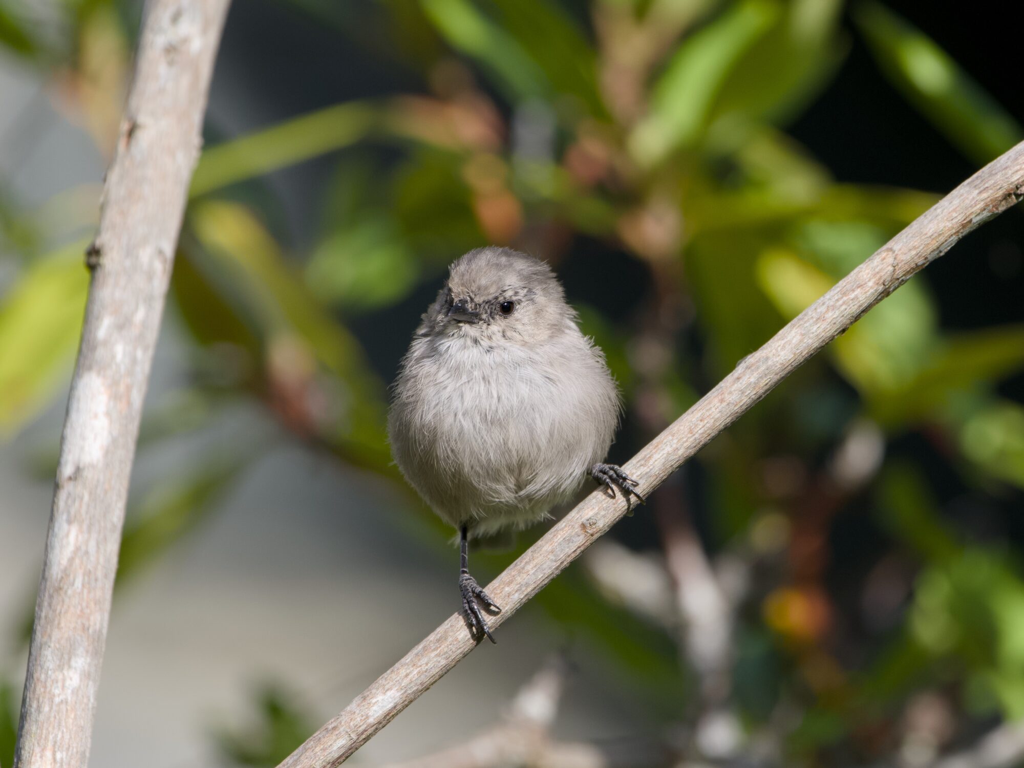 A female American Bushtit in a bush, facing me, looking camera left