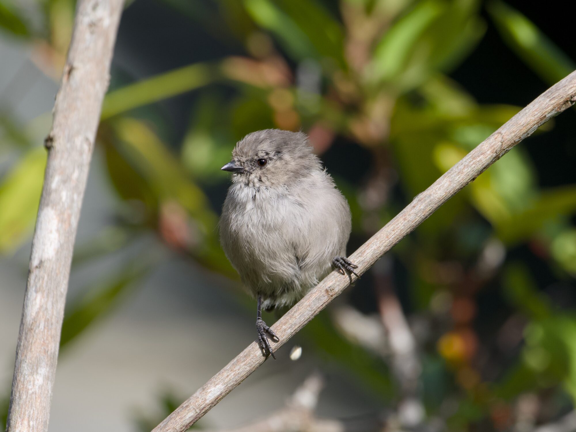A female American Bushtit in a bush, facing me, looking down and camera left
