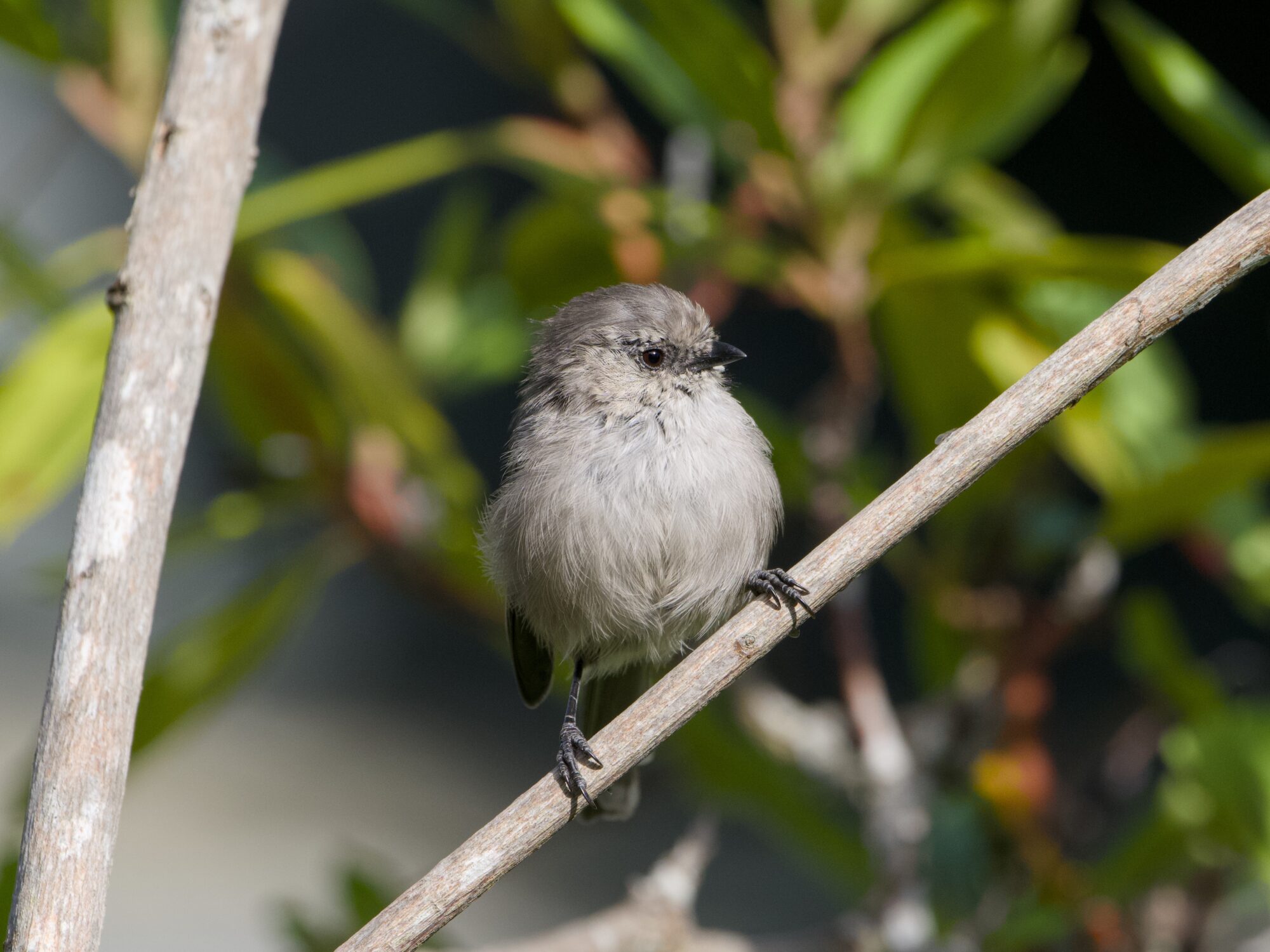 A female American Bushtit in a bush, facing me, looking camera right