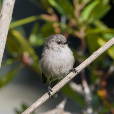 A female American Bushtit in a bush, facing me, looking camera right