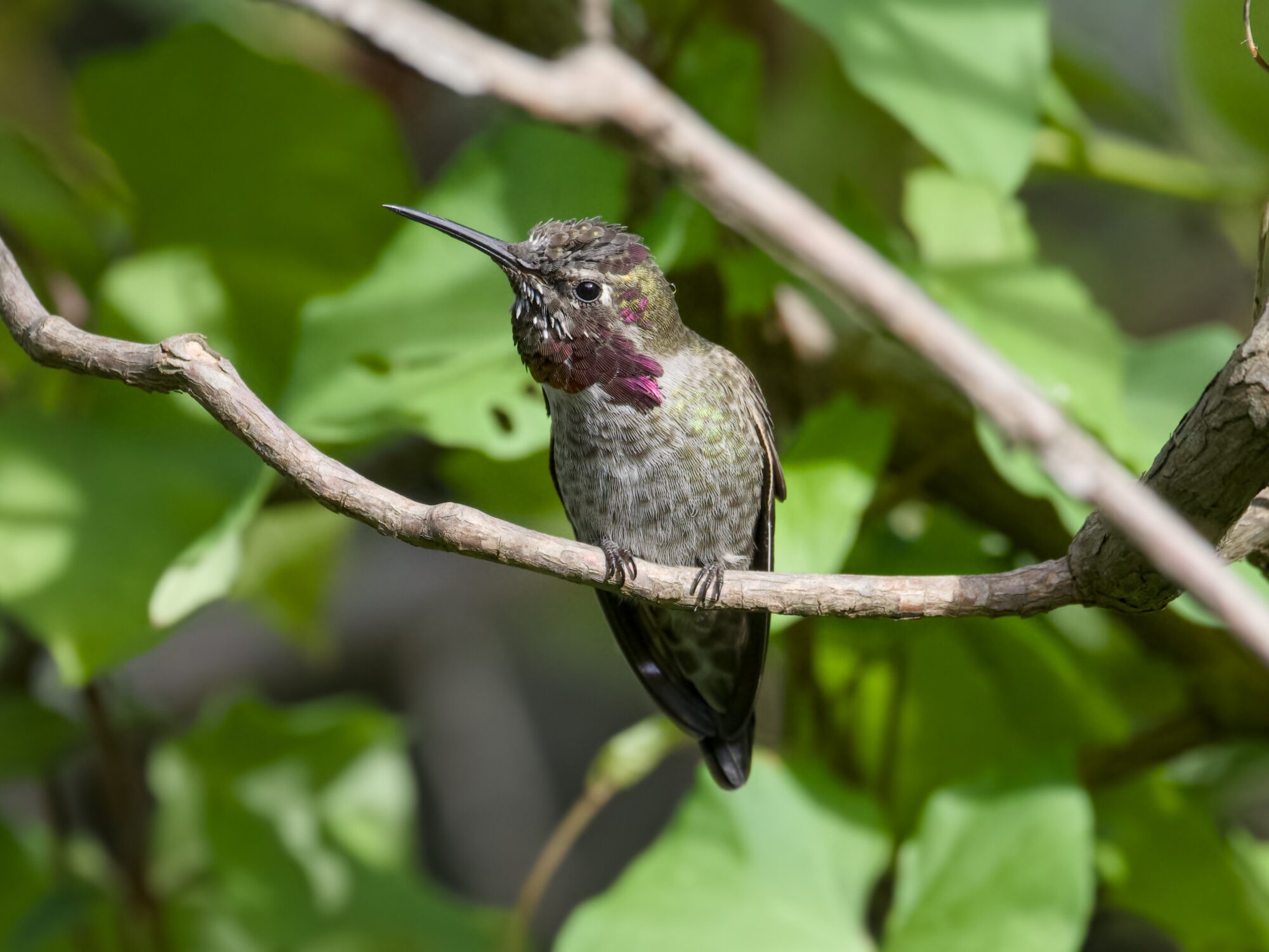 A male Anna's Hummingbird with a partly moulting gorget, is sitting on a branch and singing
