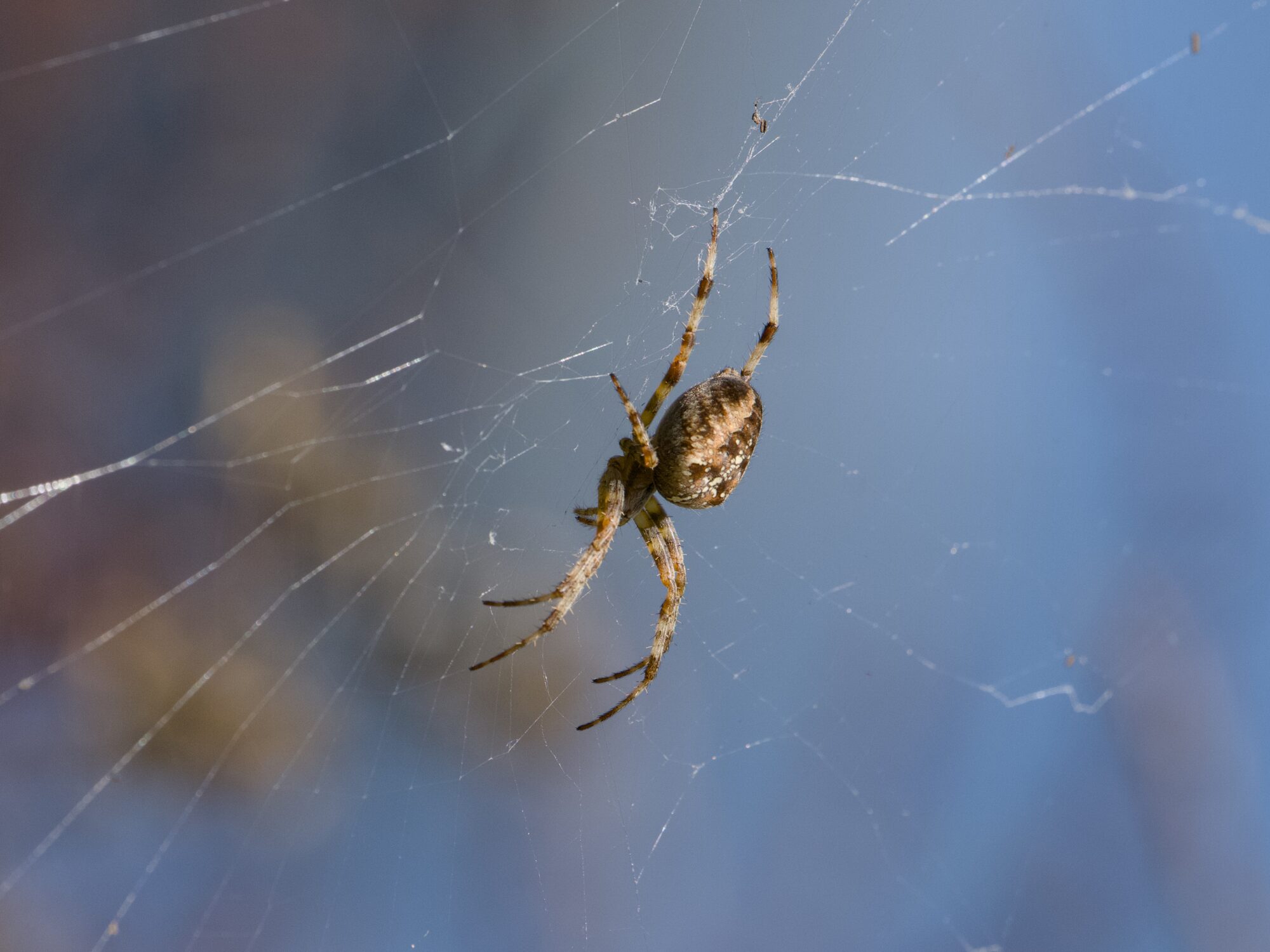 An Orb Weaver spider in its wb
