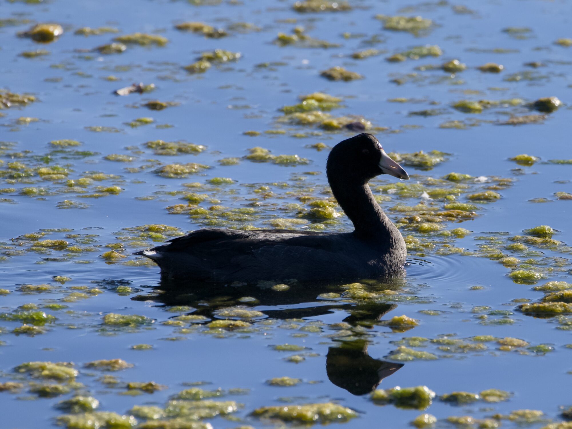 A backlit American Coot, swimming in still water and surrounded by small patches of gunky algal bloom