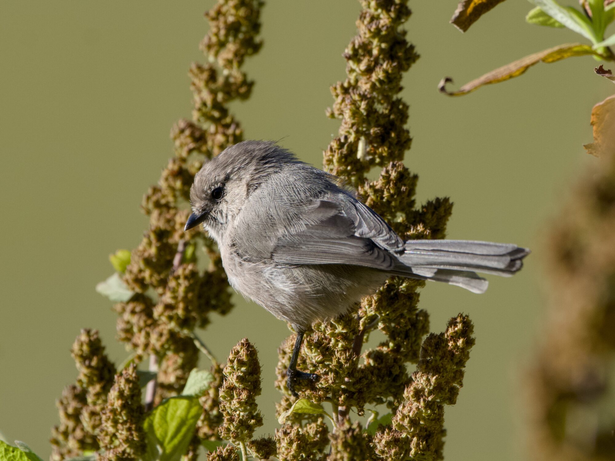 An American Bushtit on a plant with dried seed clusters