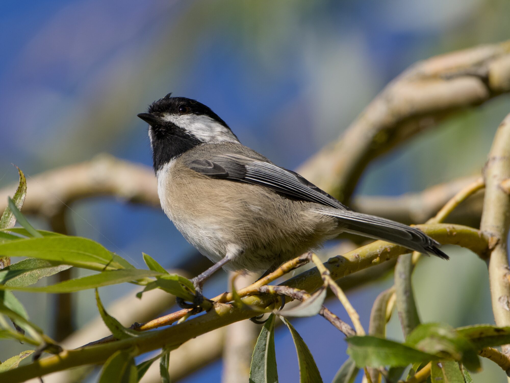 A Black-capped Chickadee in a tree above me
