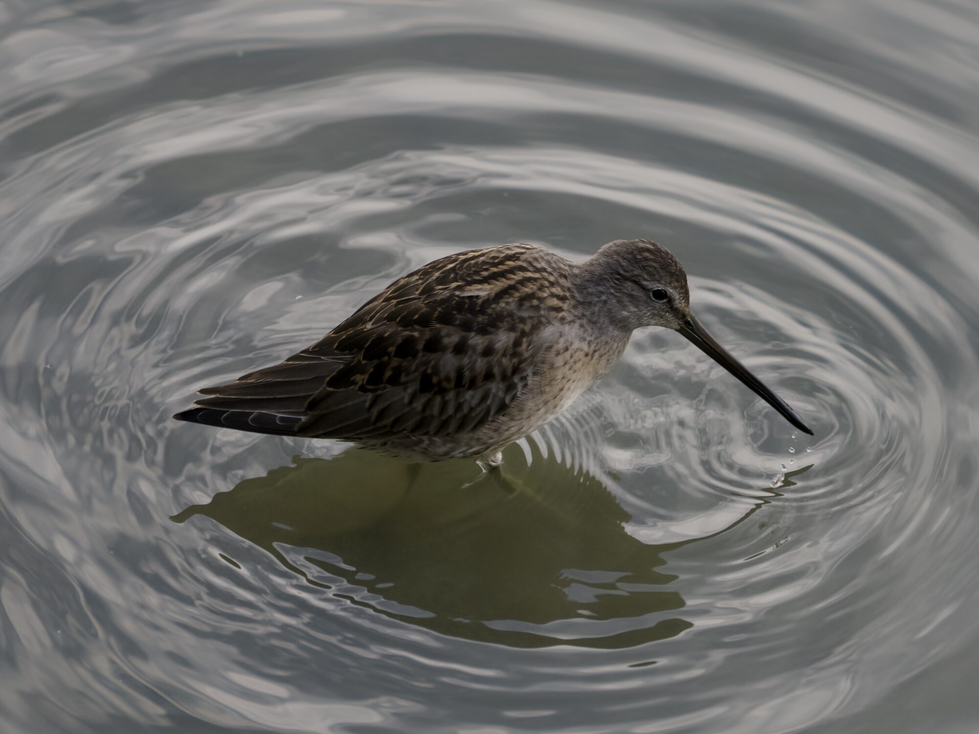 A Long-billed Dowitcher shot from above, standing in shallow water, surrounded by concentric ripples. The light is grey and overcast