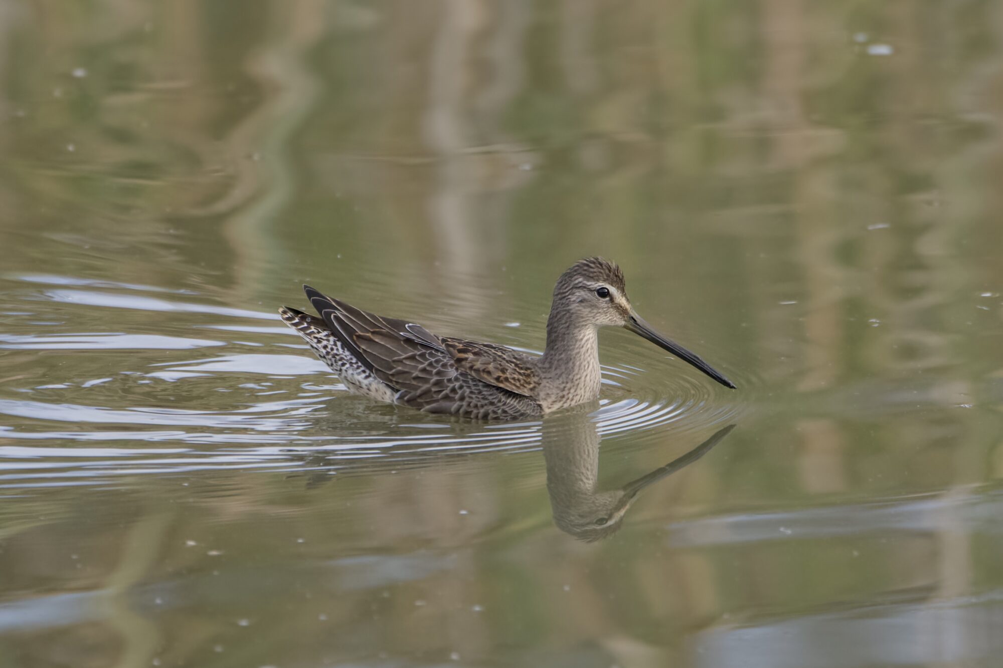 A Long-billed Dowitcher swimming(?) in shallow water