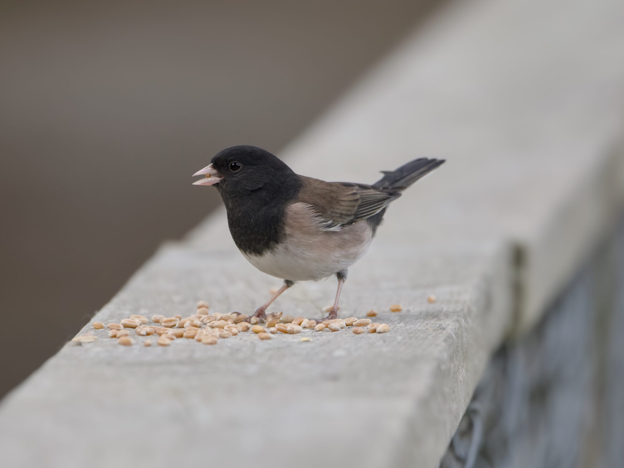 A Dark-eyed Junco on a wooden fence, with a bunch of little seeds in front of it