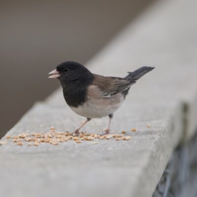 A Dark-eyed Junco on a wooden fence, with a bunch of little seeds in front of it