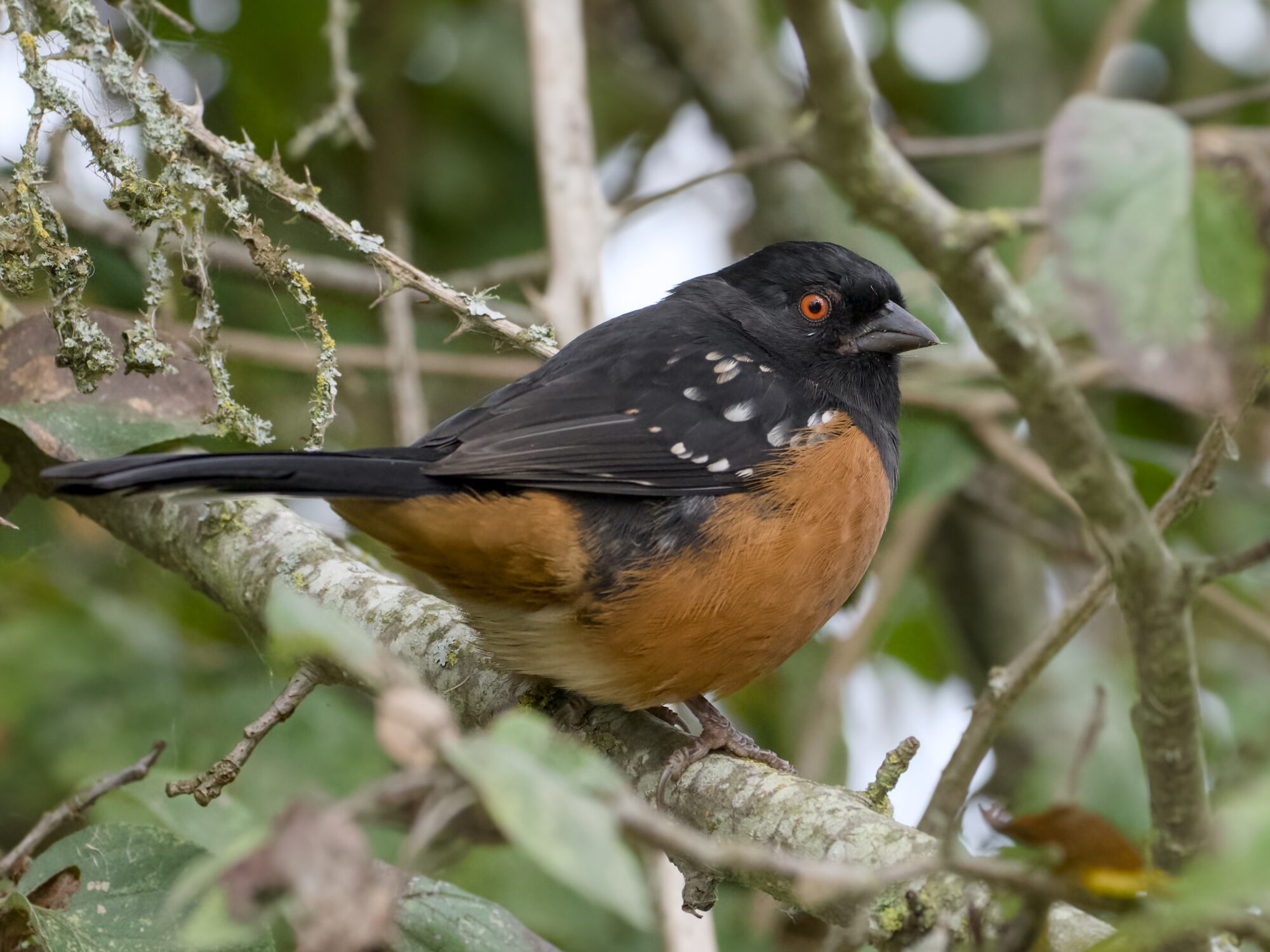 A Spotted Towhee on a branch, looking very round
