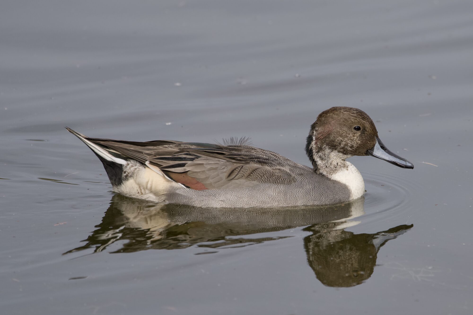 A male Northern Pintail in the water. It may be immature or eclipse, since the brown on its head is unusually patchy