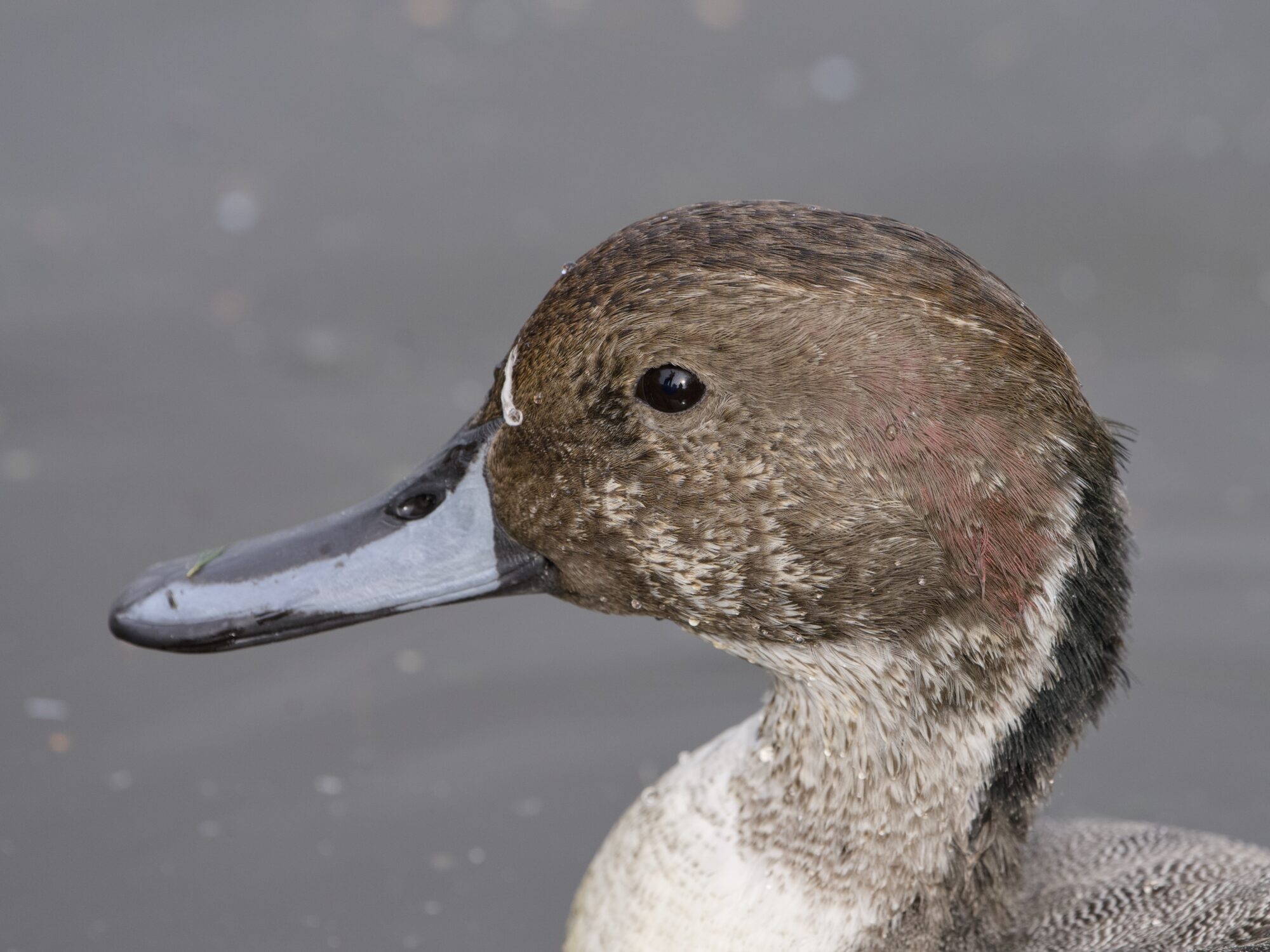 Close up of a male Northern Pintail's head and neck with oddly muddled colours