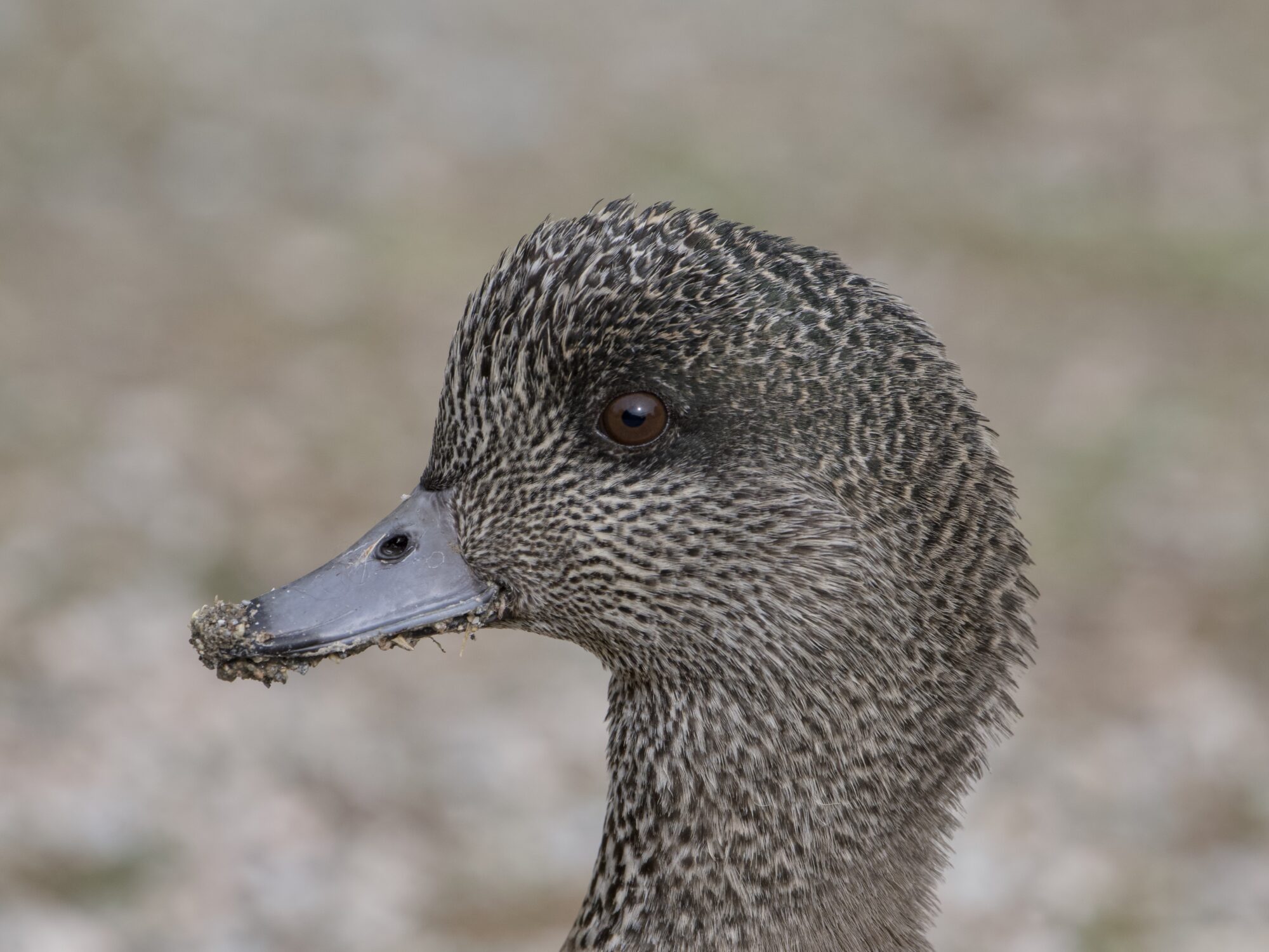 Close up of a female American Wigeon's head and neck. She has dirt and muck on the tip of her bill