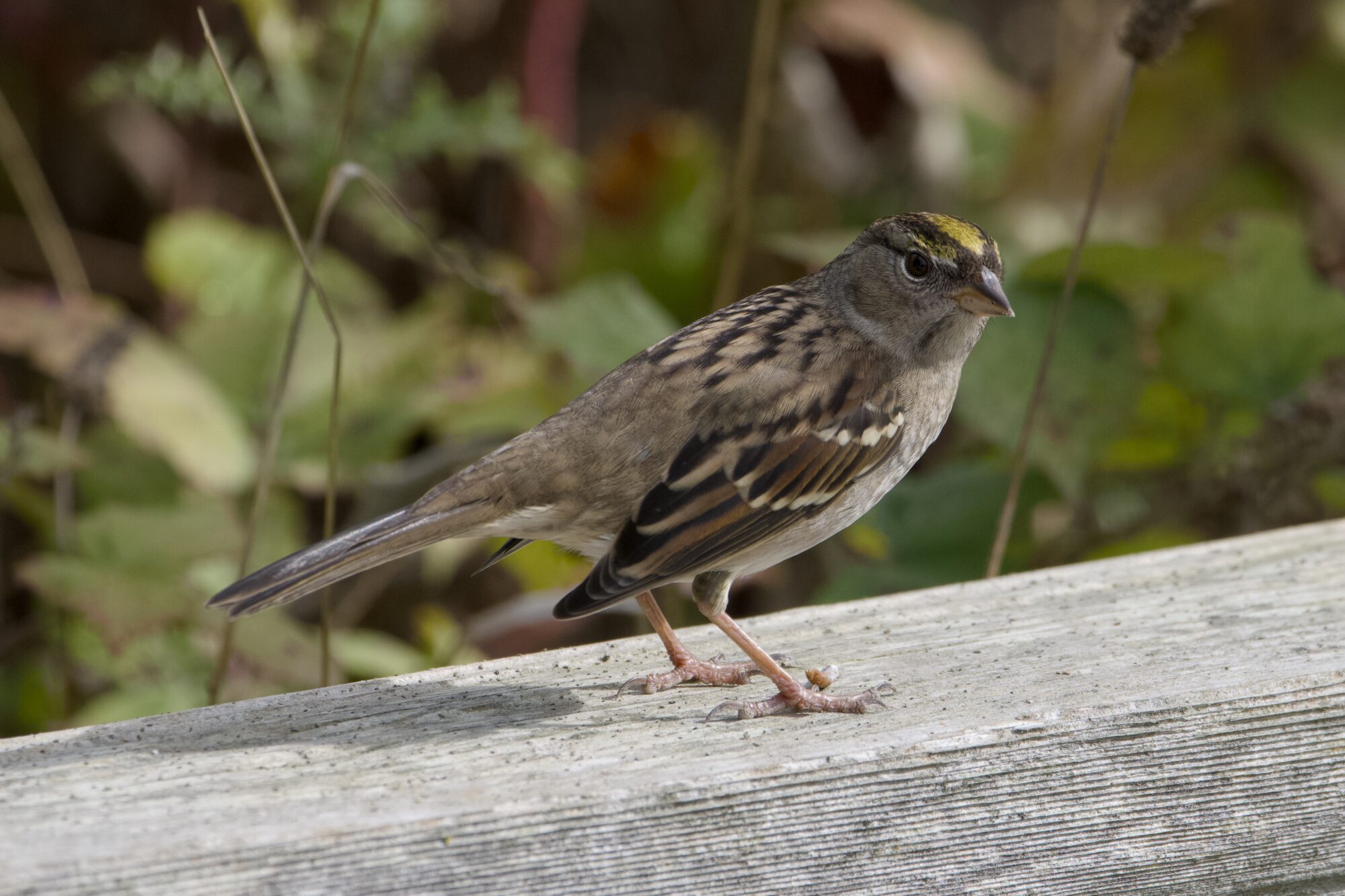 A Golden-crowned Sparrow on a wooden fence. The sunlight is hitting the top of its head just right
