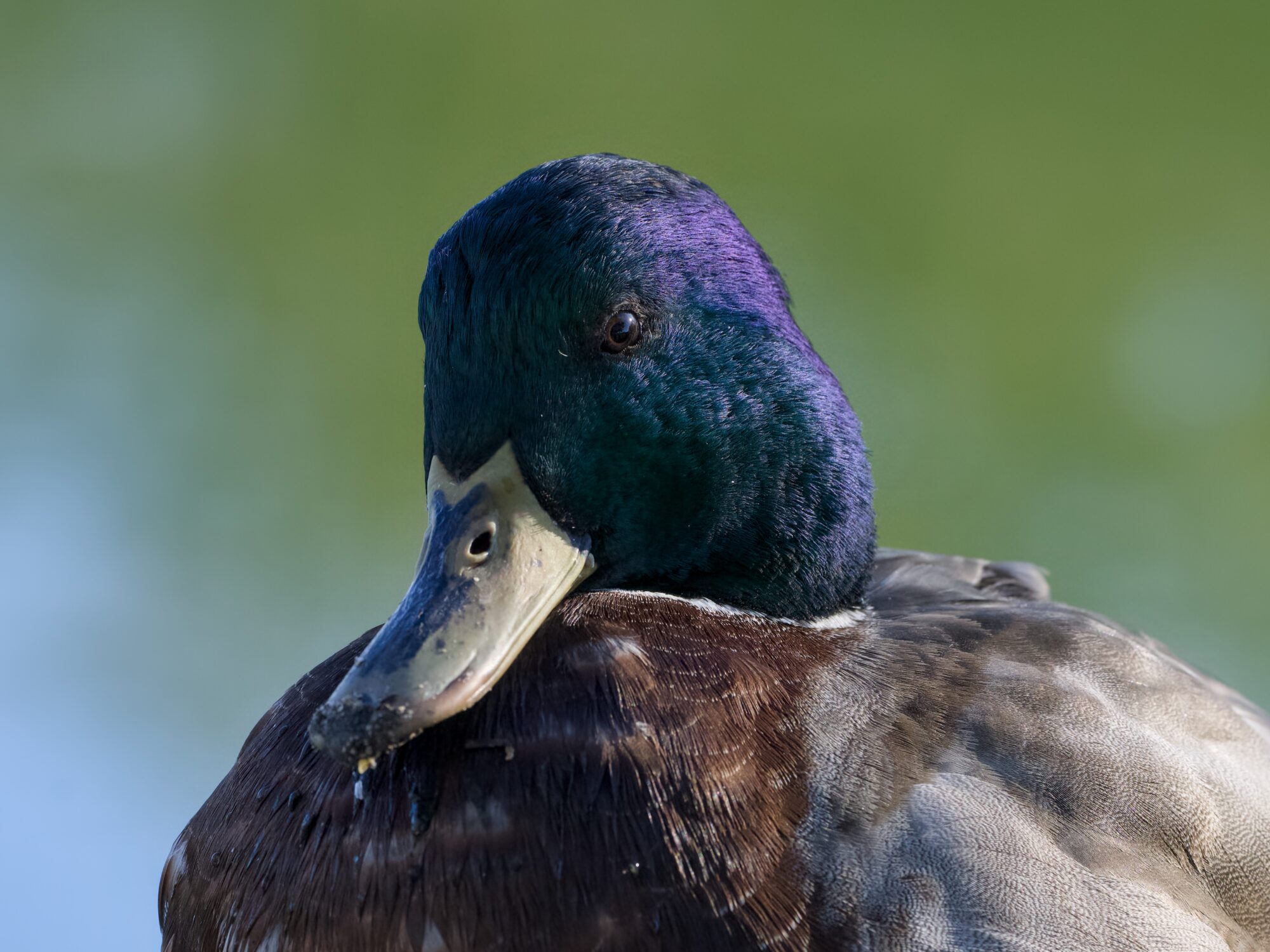 A closeup of a male Mallard head and part of his chest. The light is coming from one side and most of the face is in shadow. Some of the green head is iridescing violet