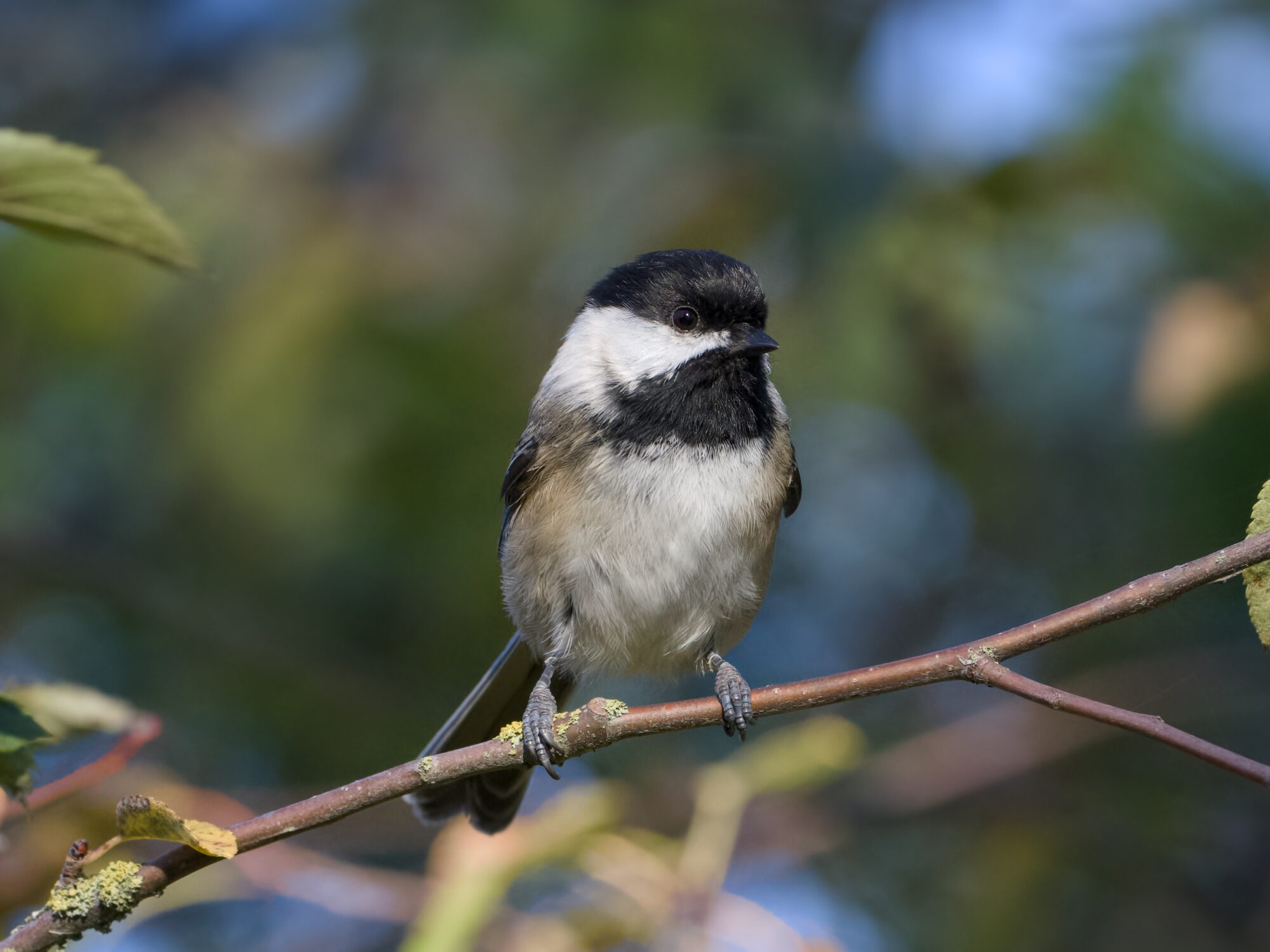 A Black-capped Chickadee sitting alert on a branch