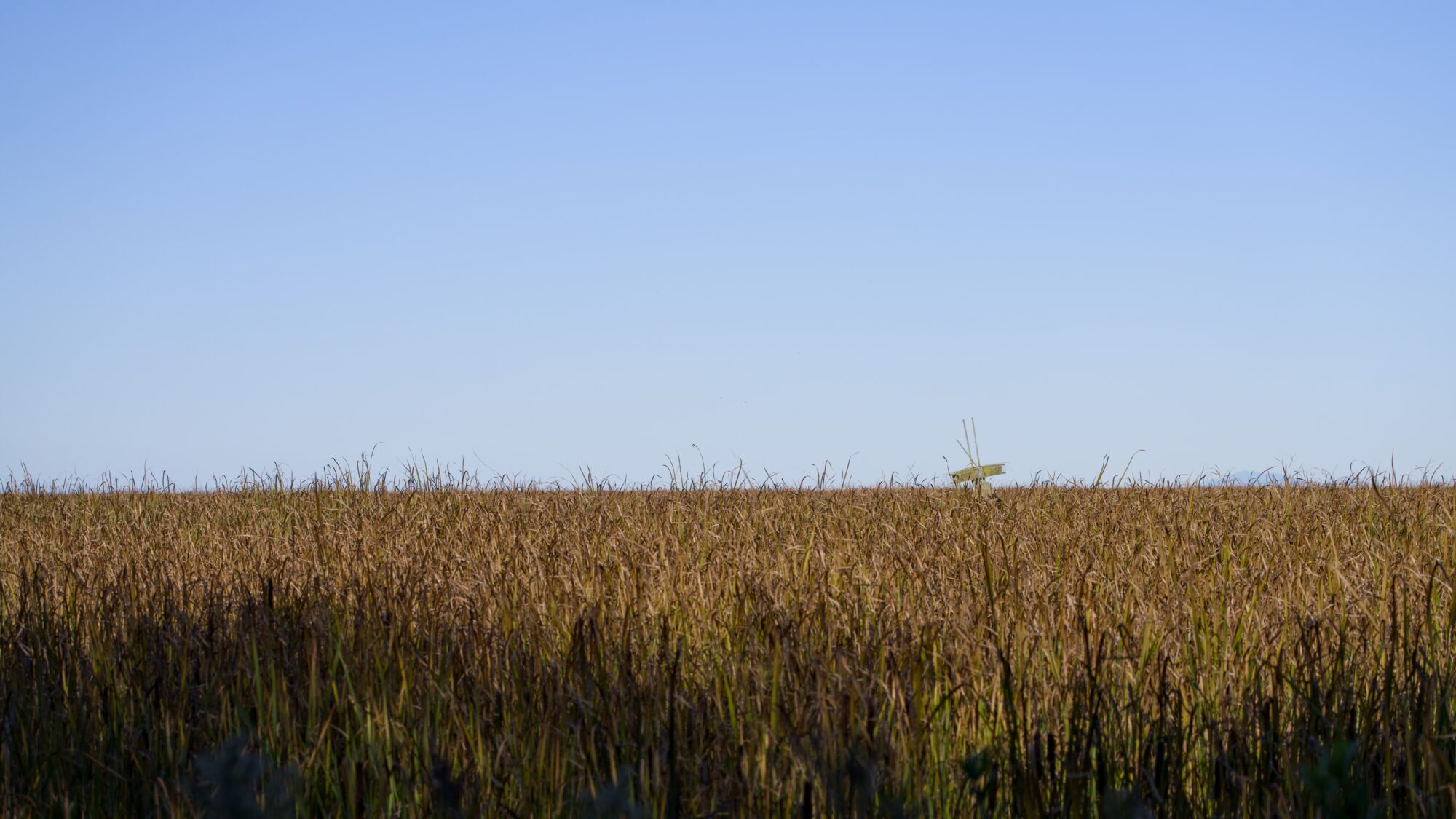 A look out at the marshes. The reeds are very brown, the sky is blue. To one side we see a single Purple Martin nest box construction