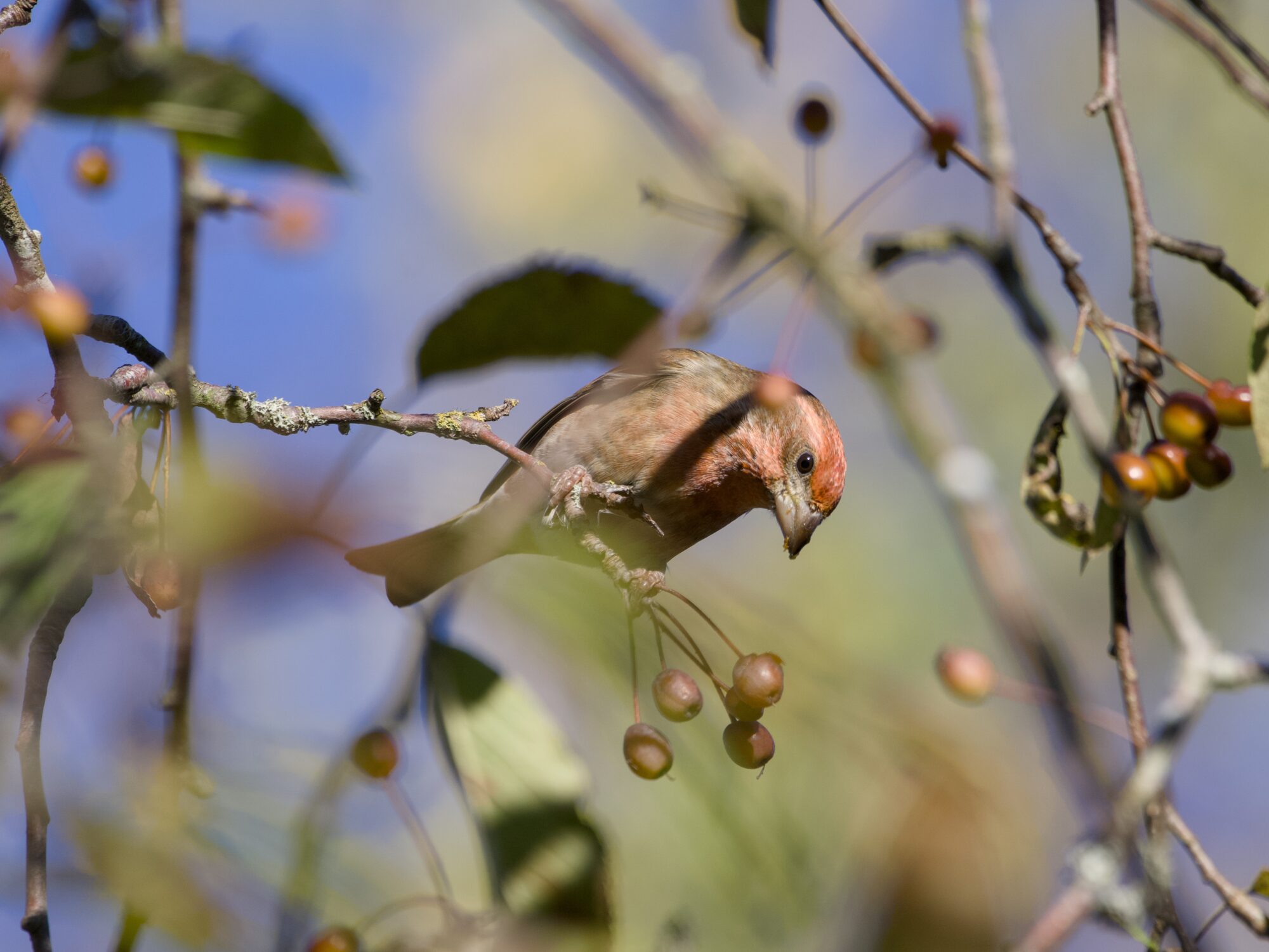 A male House Finch in a tree, surrounded by small yellowish berries