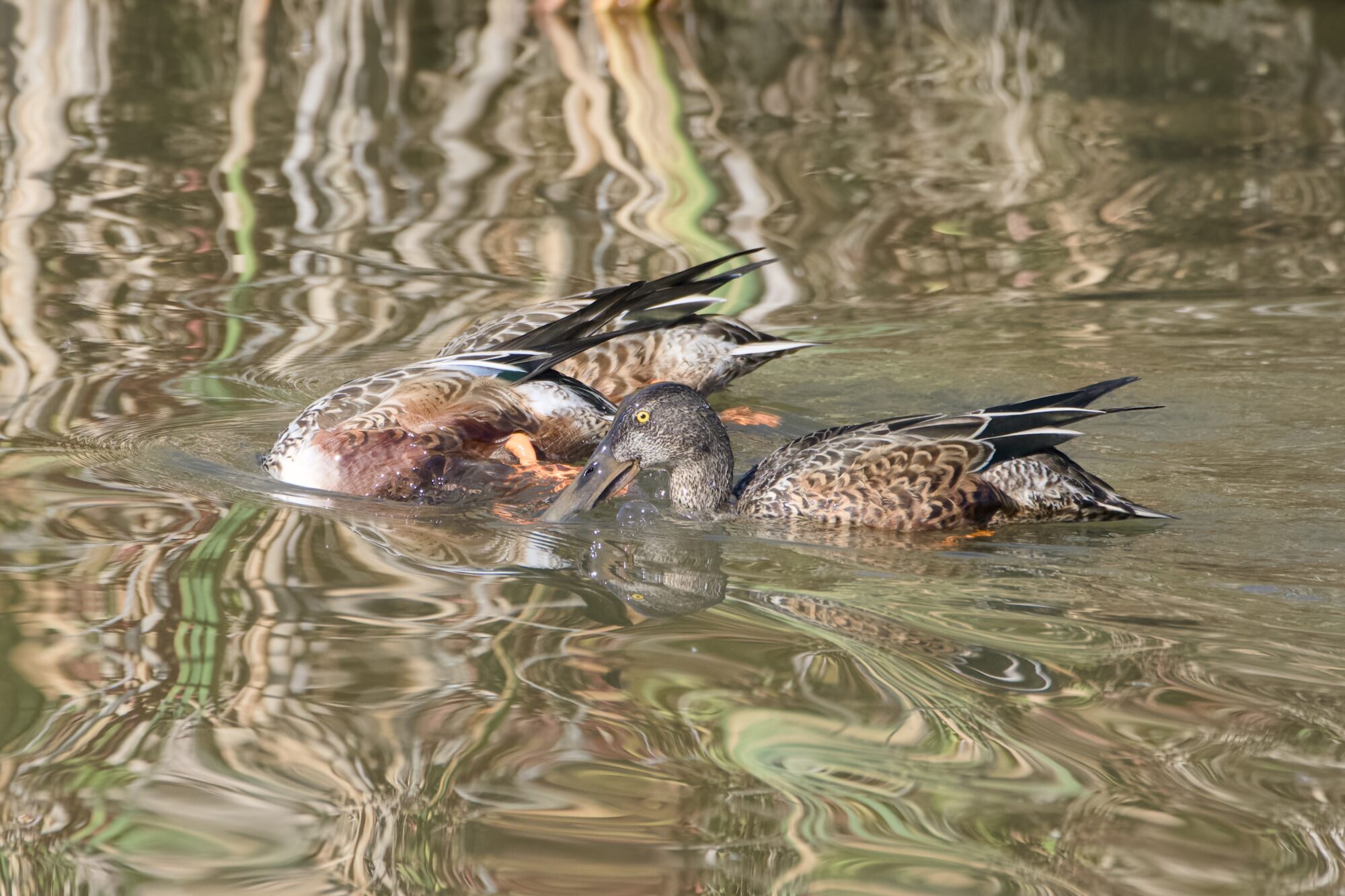 Three immature or eclipse male Northern Shovelers in the water. Background reeds are wavily reflected