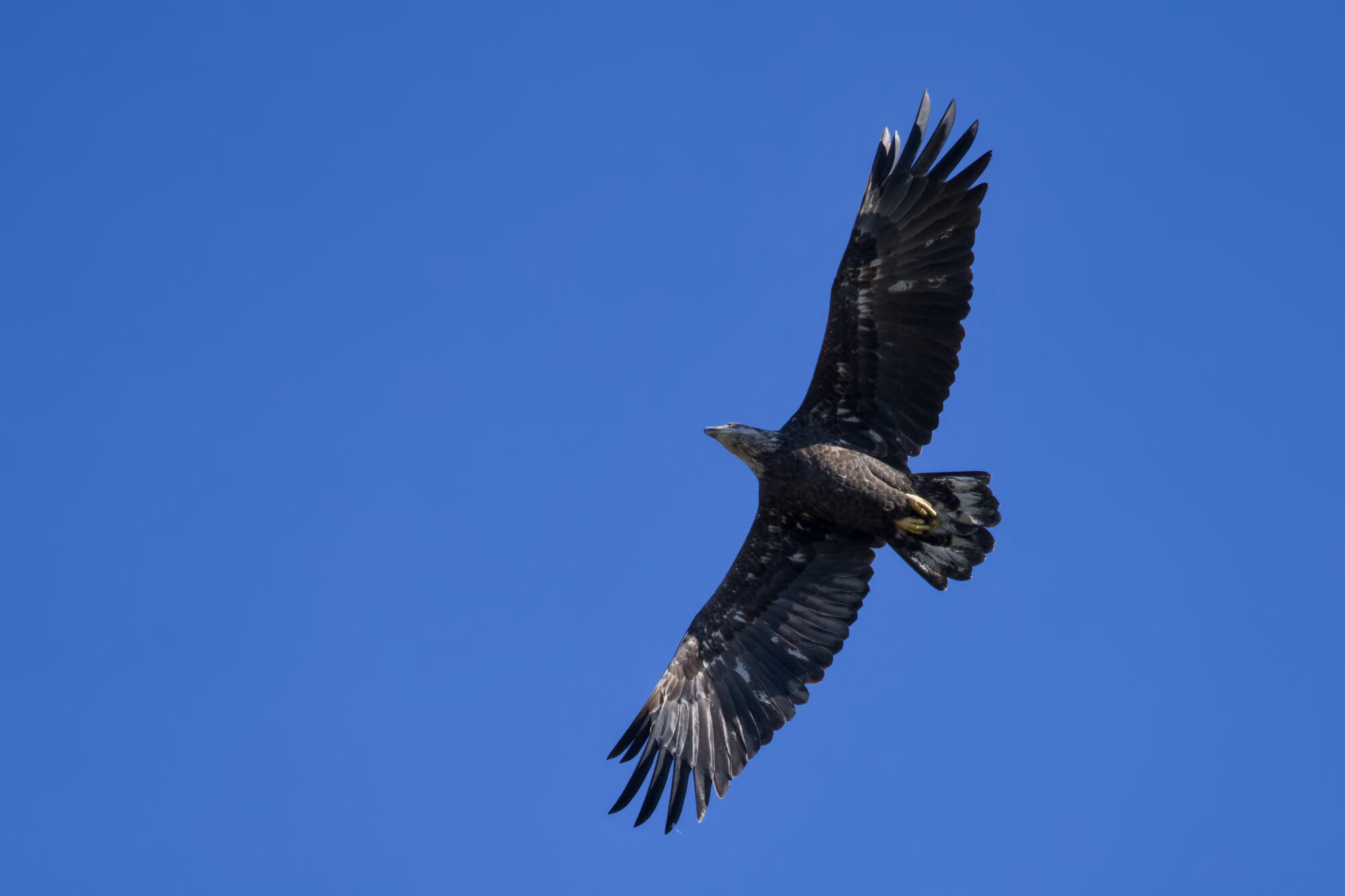 An immature Bald Eagle flying right overhead, wings spread wide, against a solid blue sky