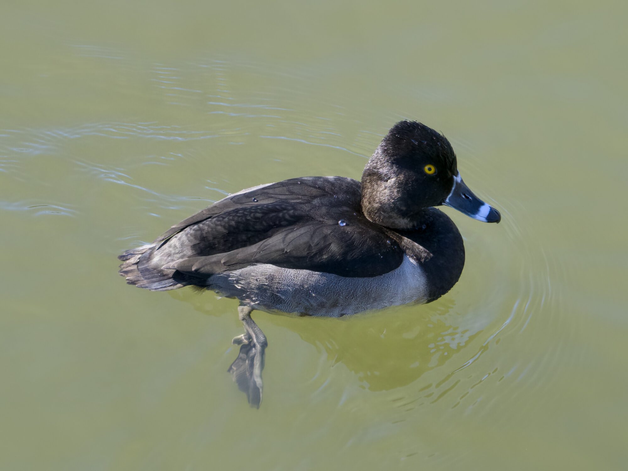 A male Ring-necked Duck in clear but greenish water. You can see one leg paddling underneath