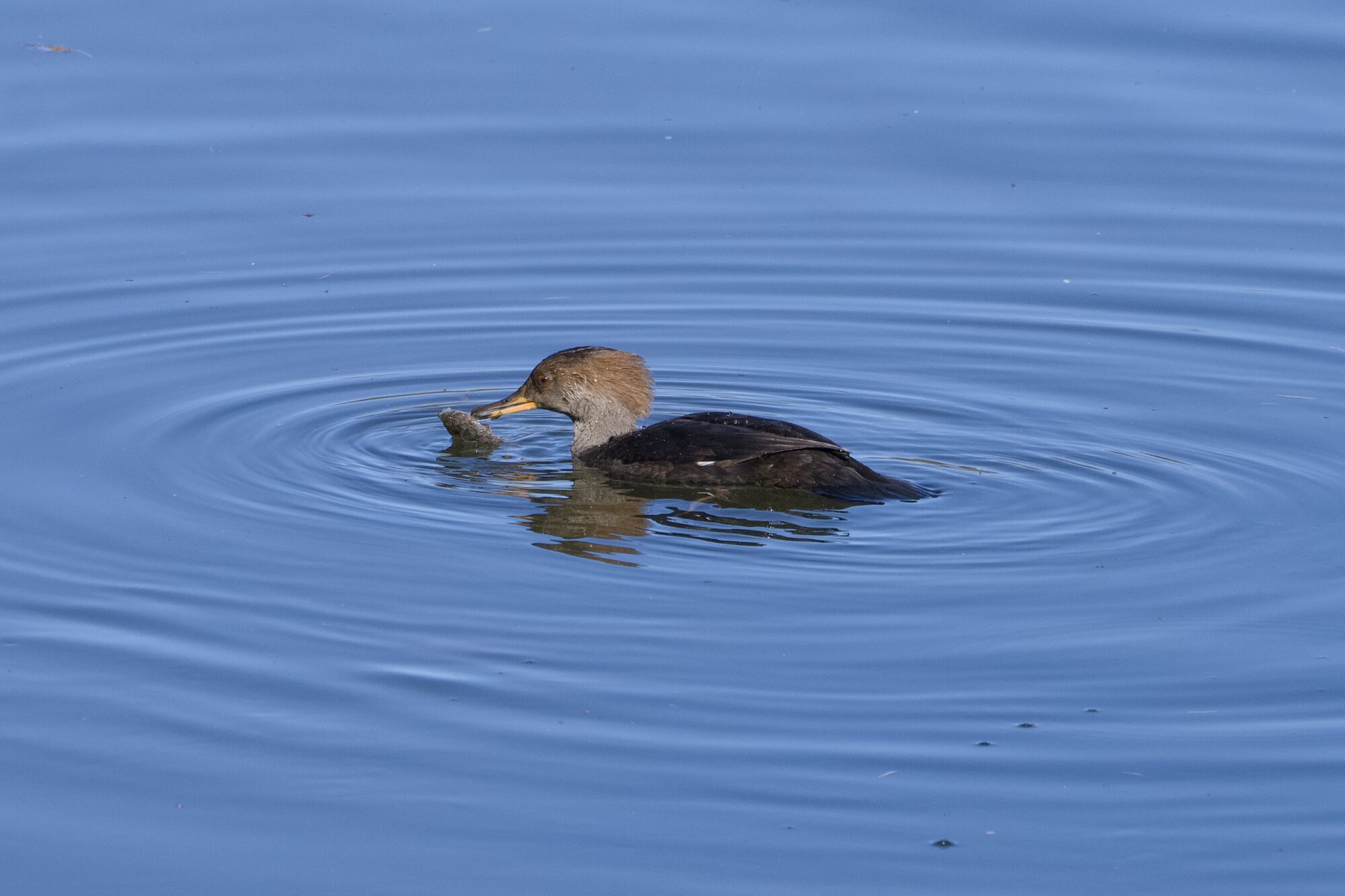 A female Hooded Merganser by herself on the water, holding a large fish in her bill