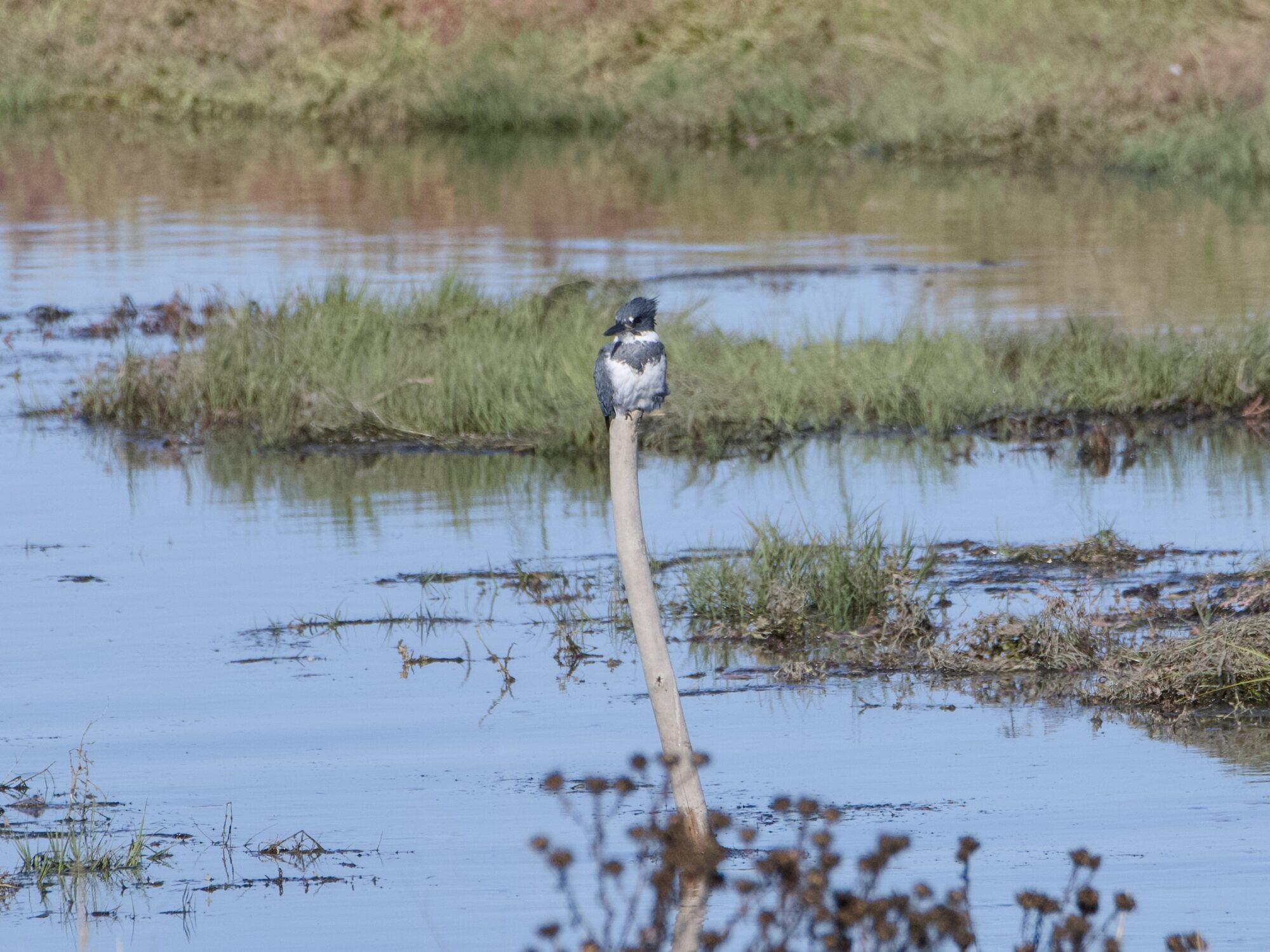 A male Belted Kingfisher is resting on a wooden post, surrounded by marshy wetlands
