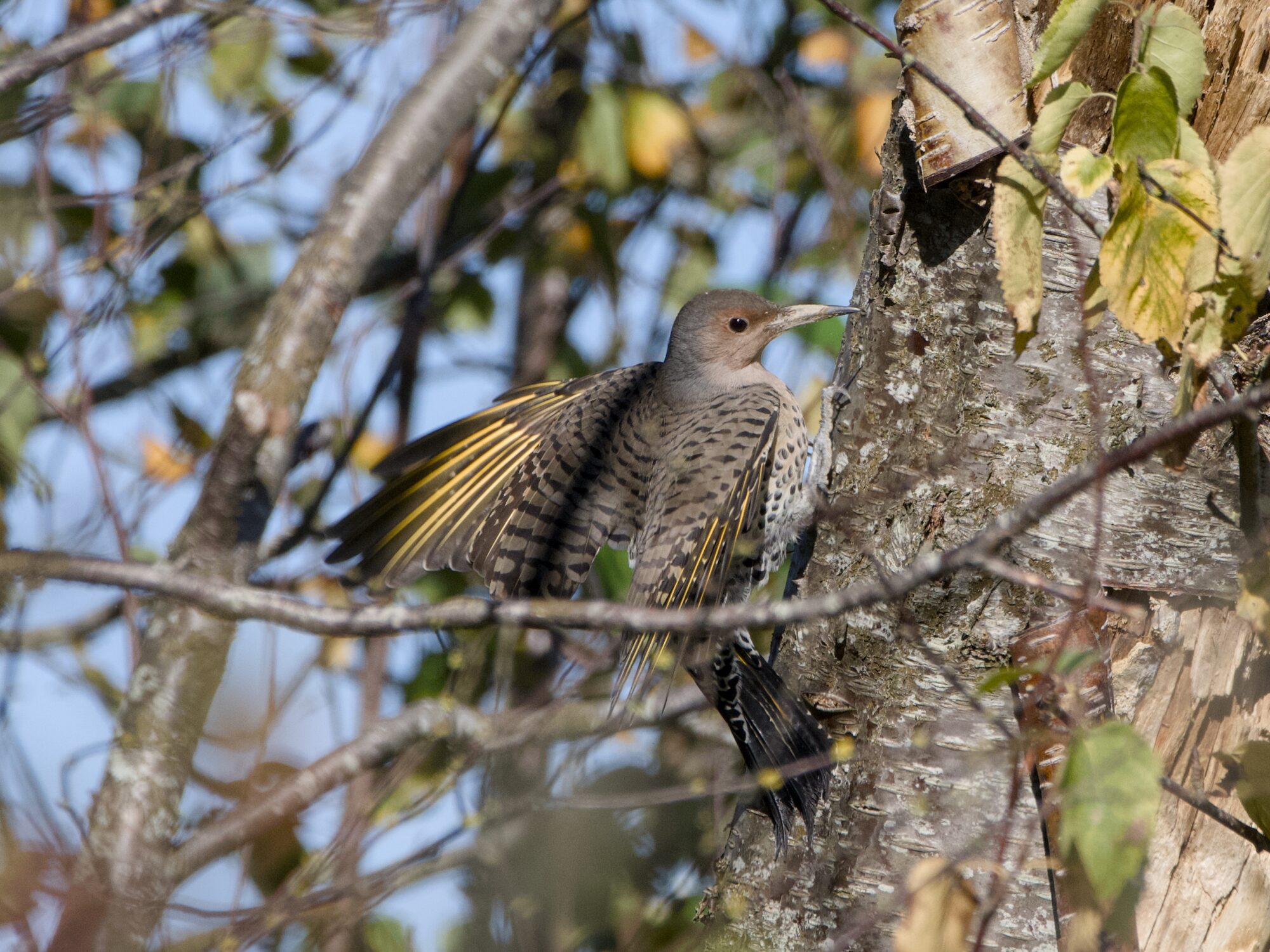 A female yellow-shafted Northern Flicker clinging to a tree and spreading her wings a bit, letting us see the yellow underwings