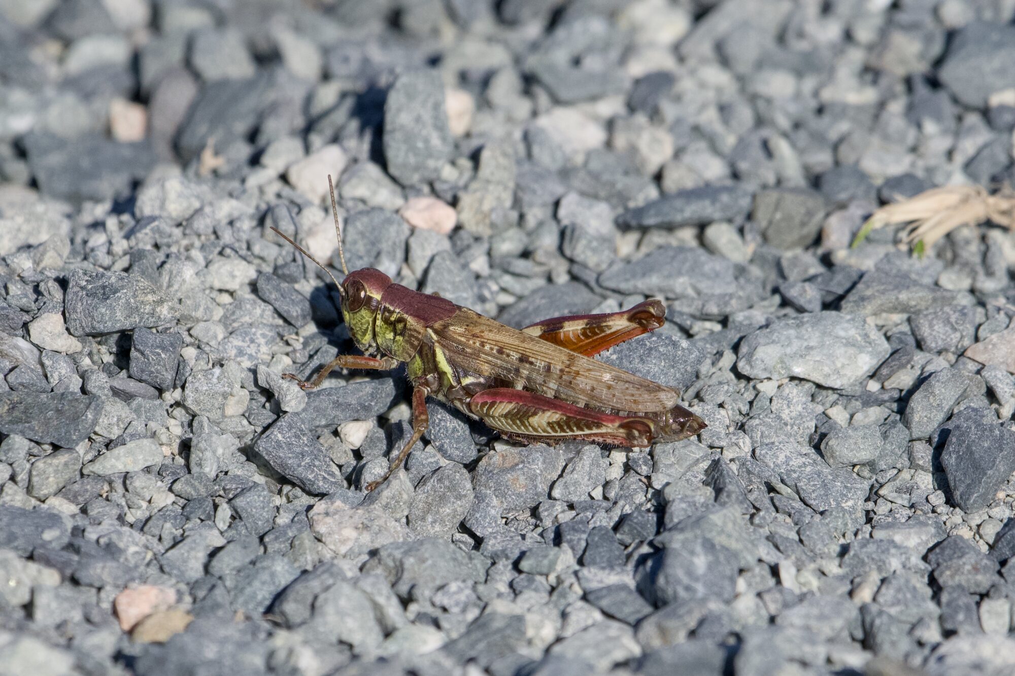 A grasshopper on a gravelly trail, mainly green and brown but with striking blood-red patches on the back of the head , thorax and the legs