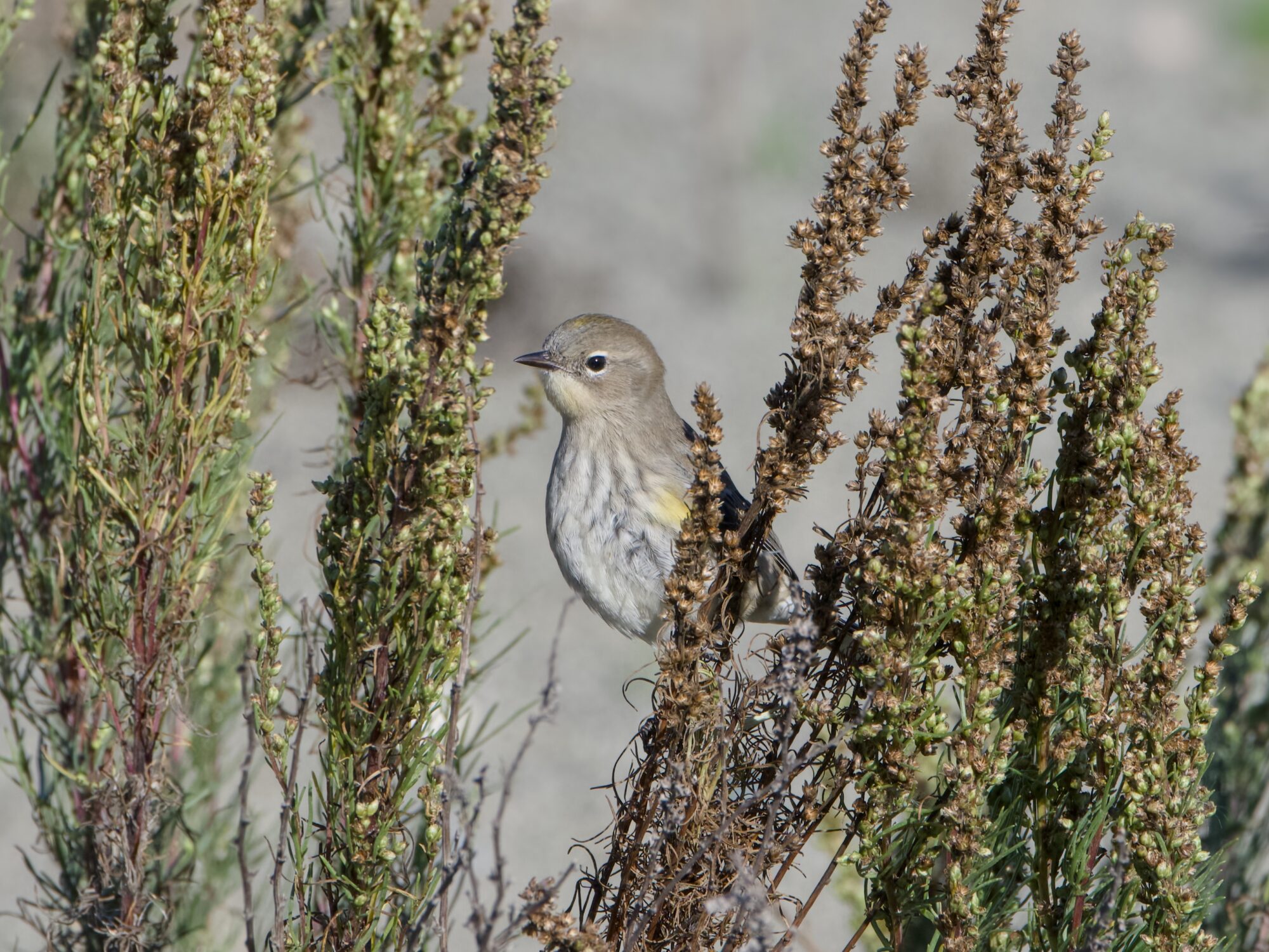 A female Yellow-Rumped Warbler in a little green bush