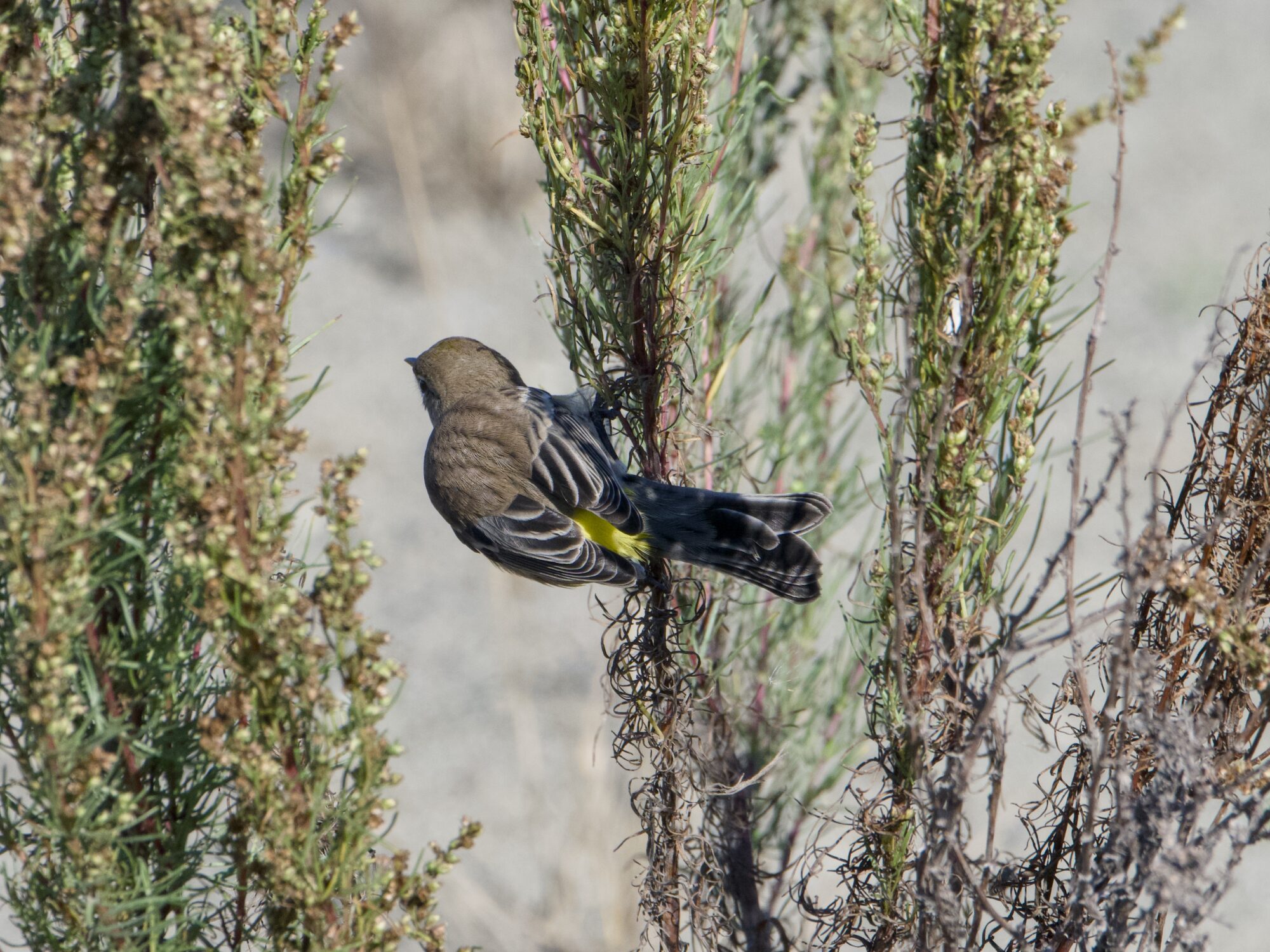 A female Yellow-Rumped Warbler in a little green bush