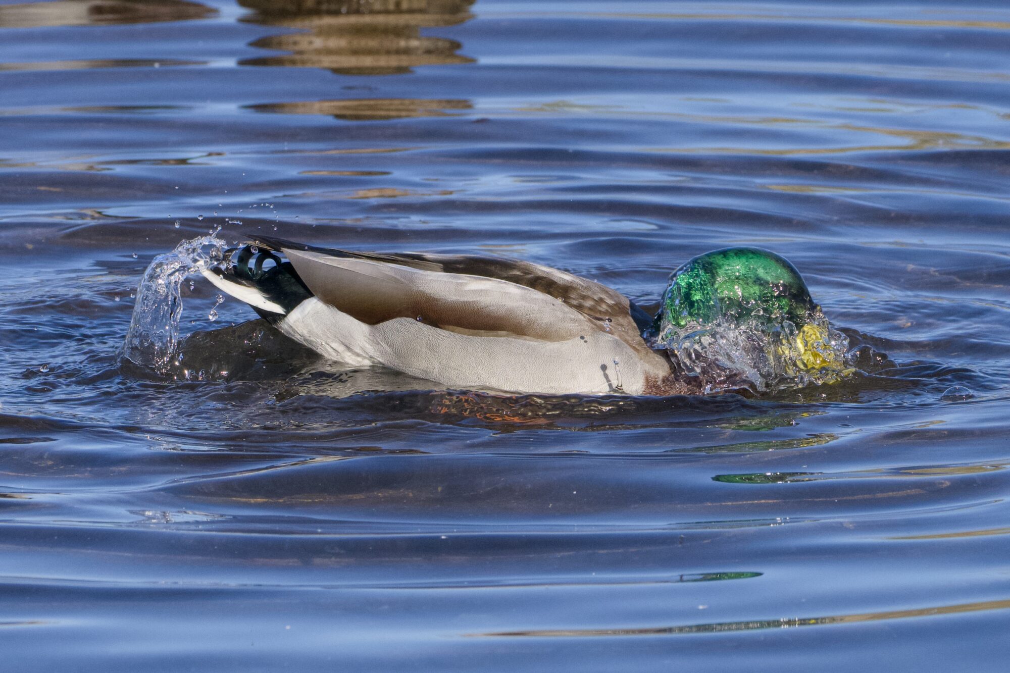 A male Mallard duck just starting to raise his head out of the water. His butt is up.