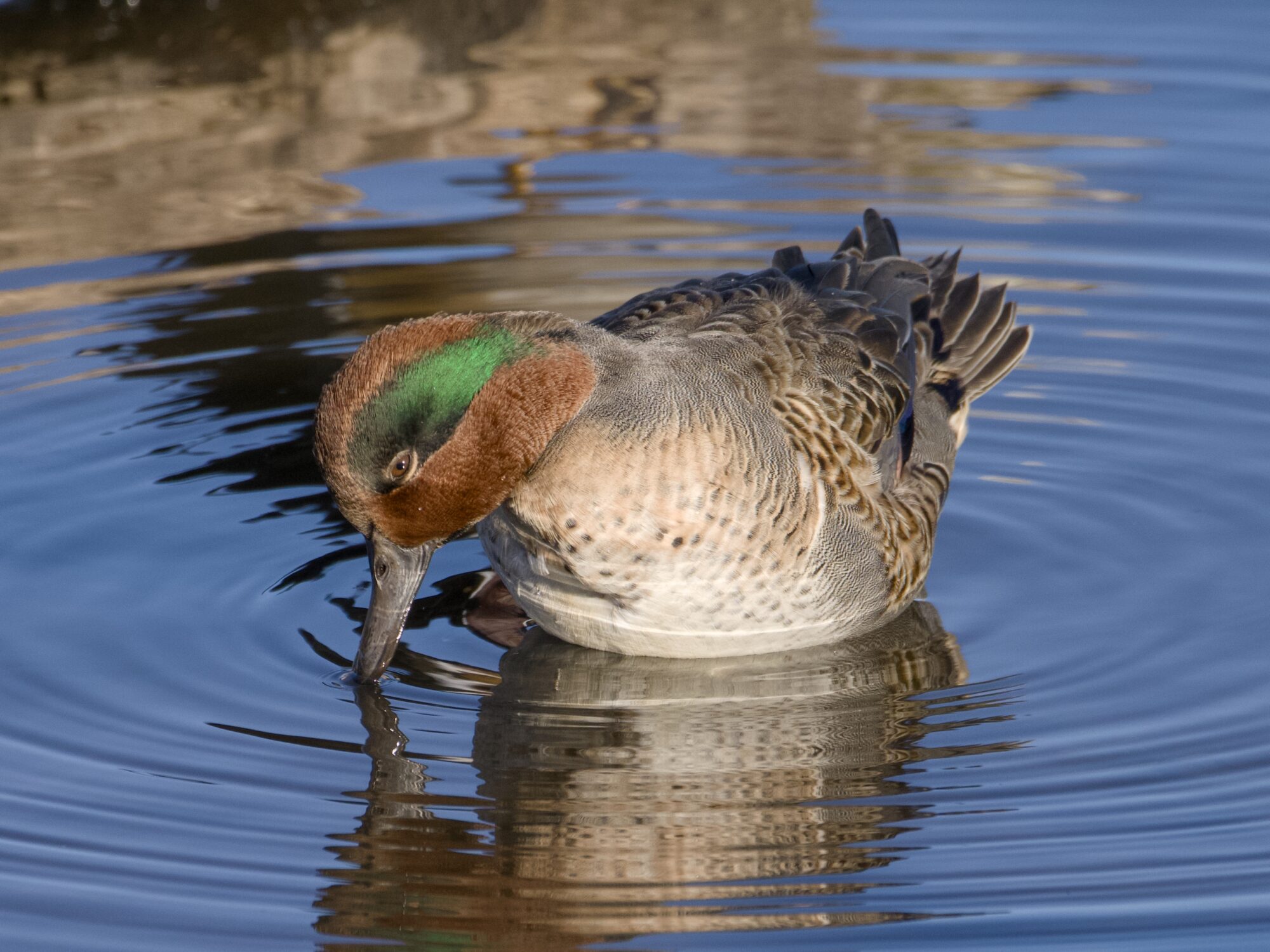 A male Green-winged Teal is belly-deep in water, and delicately dipping his bill in. The light is low and a bit golden